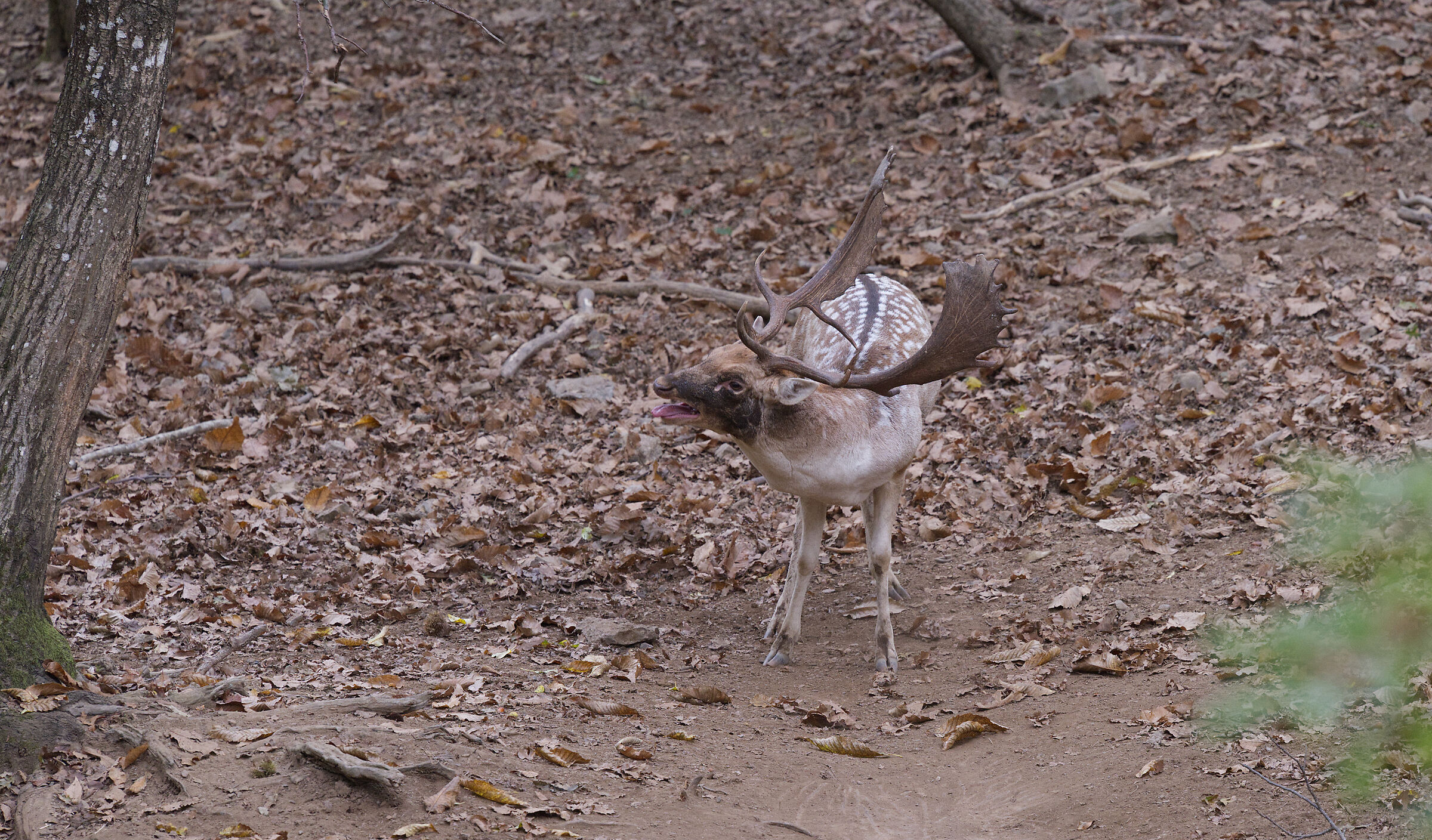 Male fallow deer Palancone