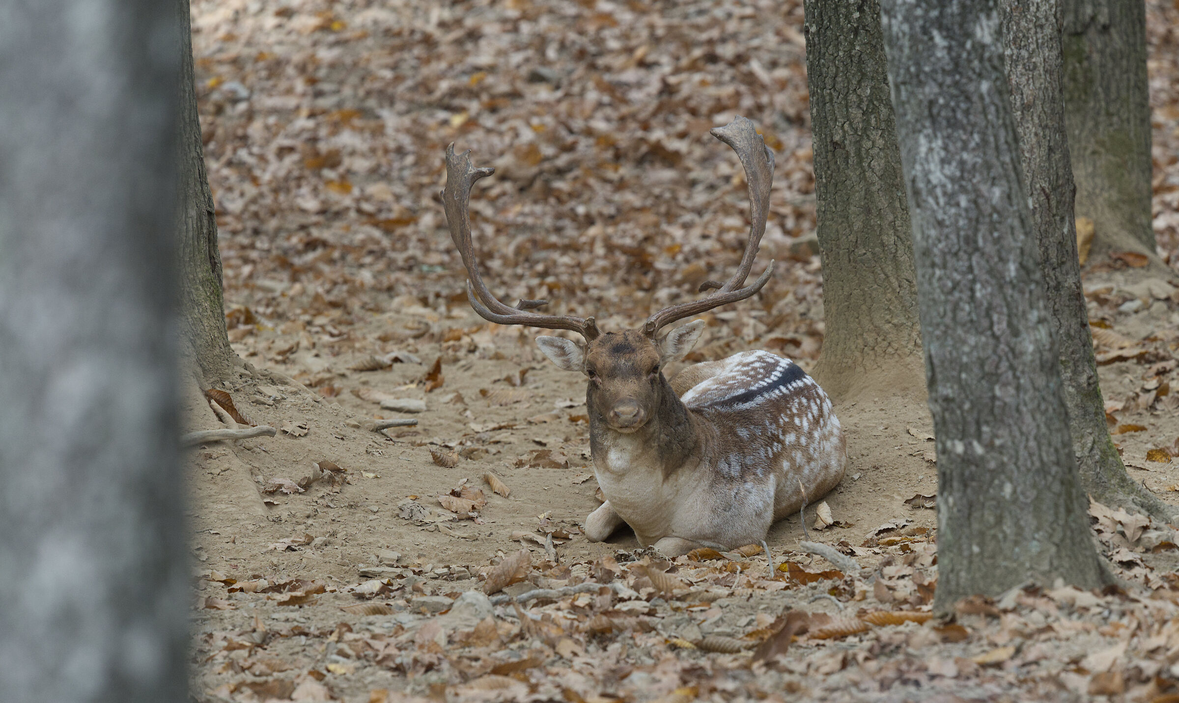 Male fallow deer Palancone