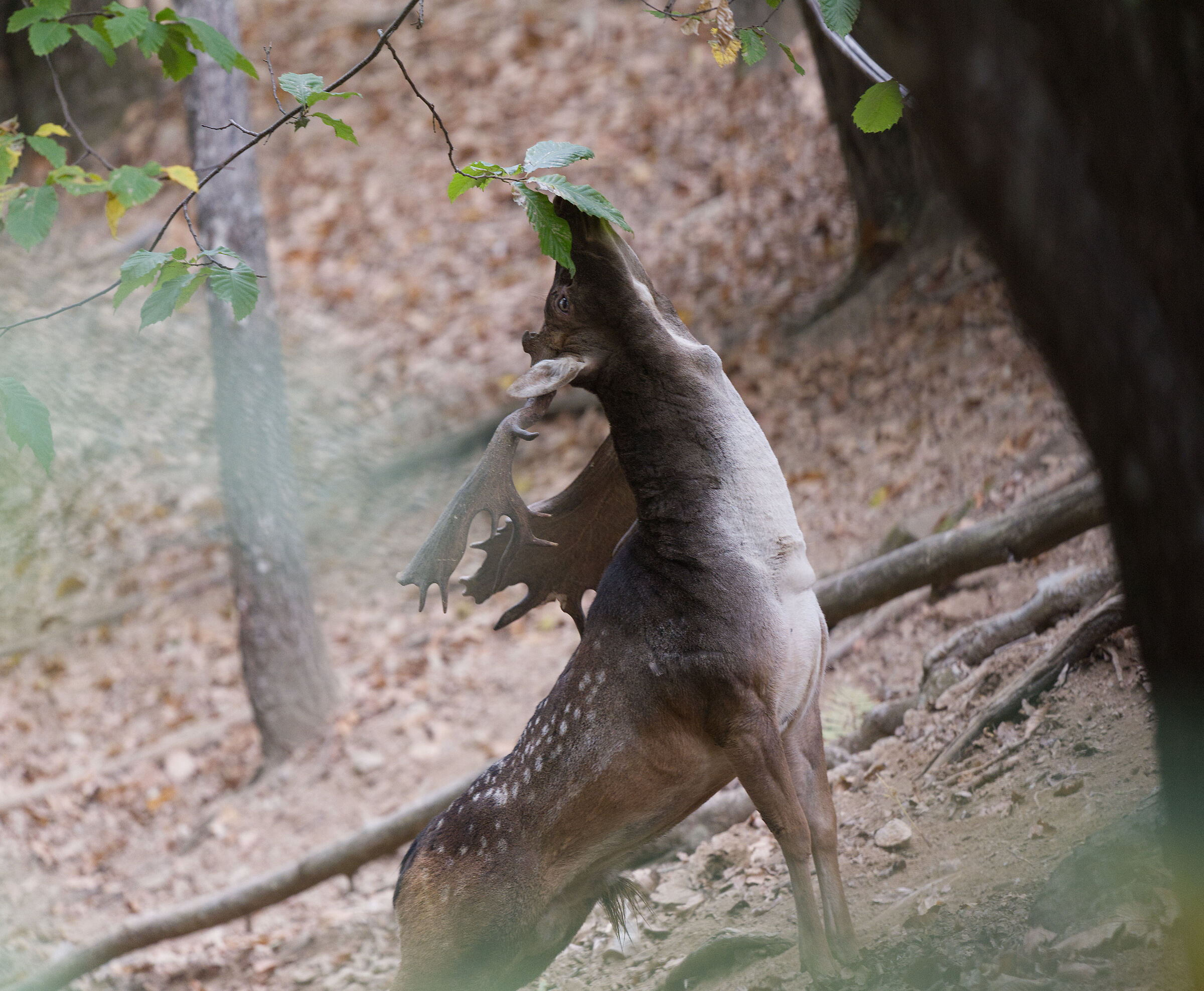 Male fallow deer Palancone