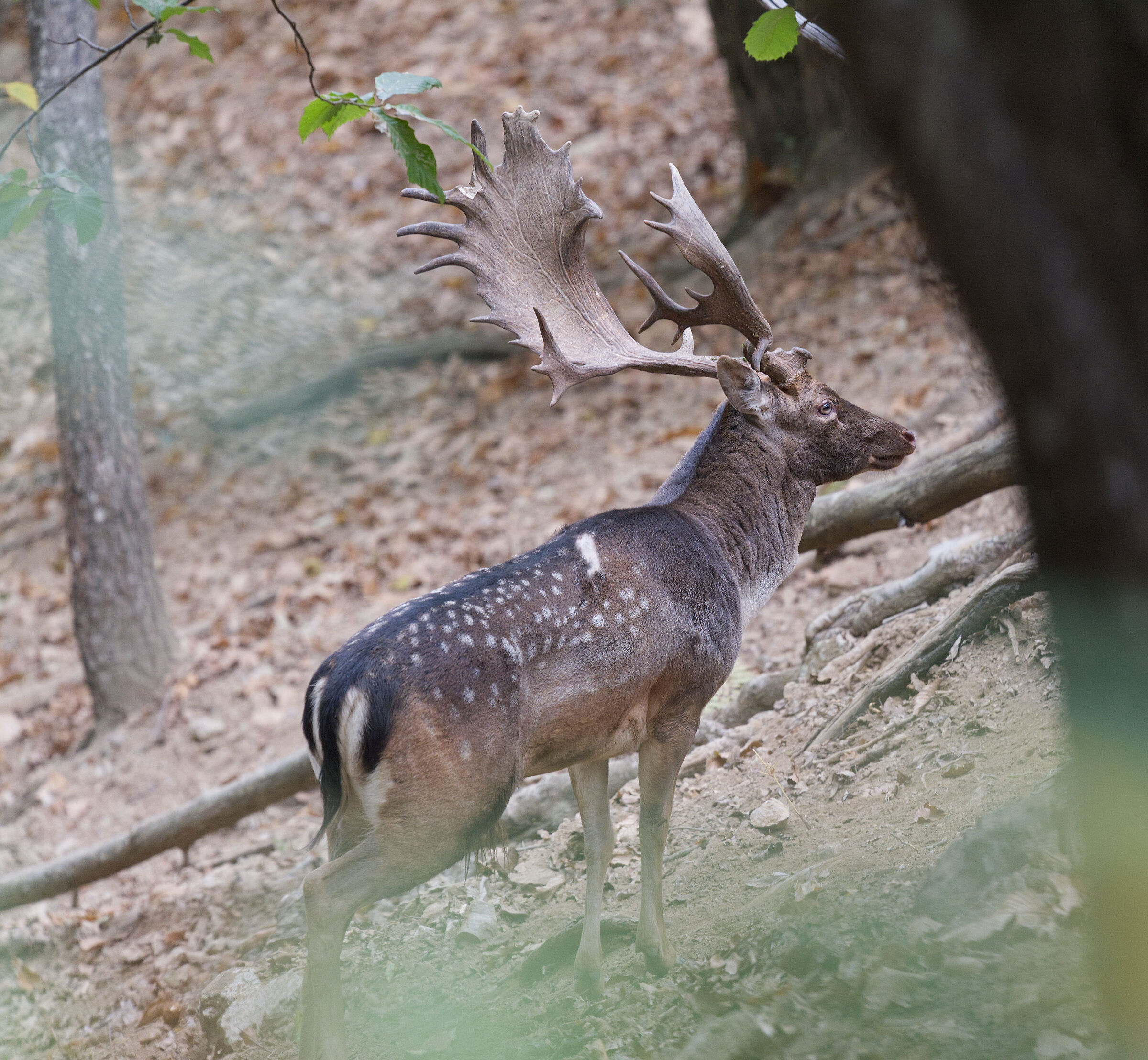 Male fallow deer Palancone