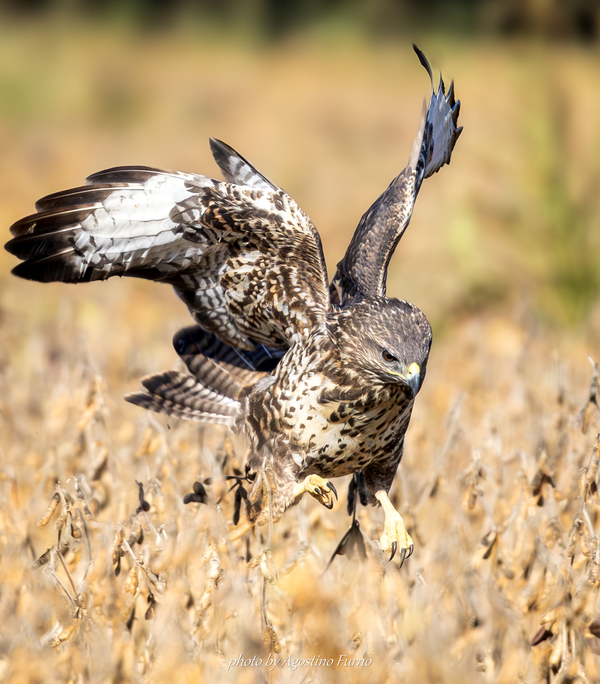 Buzzard