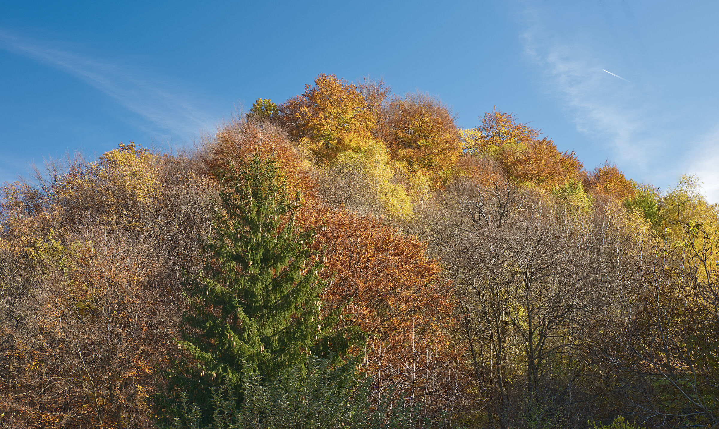 A dip in the woods - November 2022