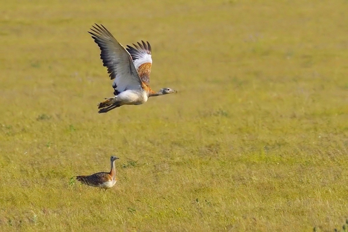 Bustard.