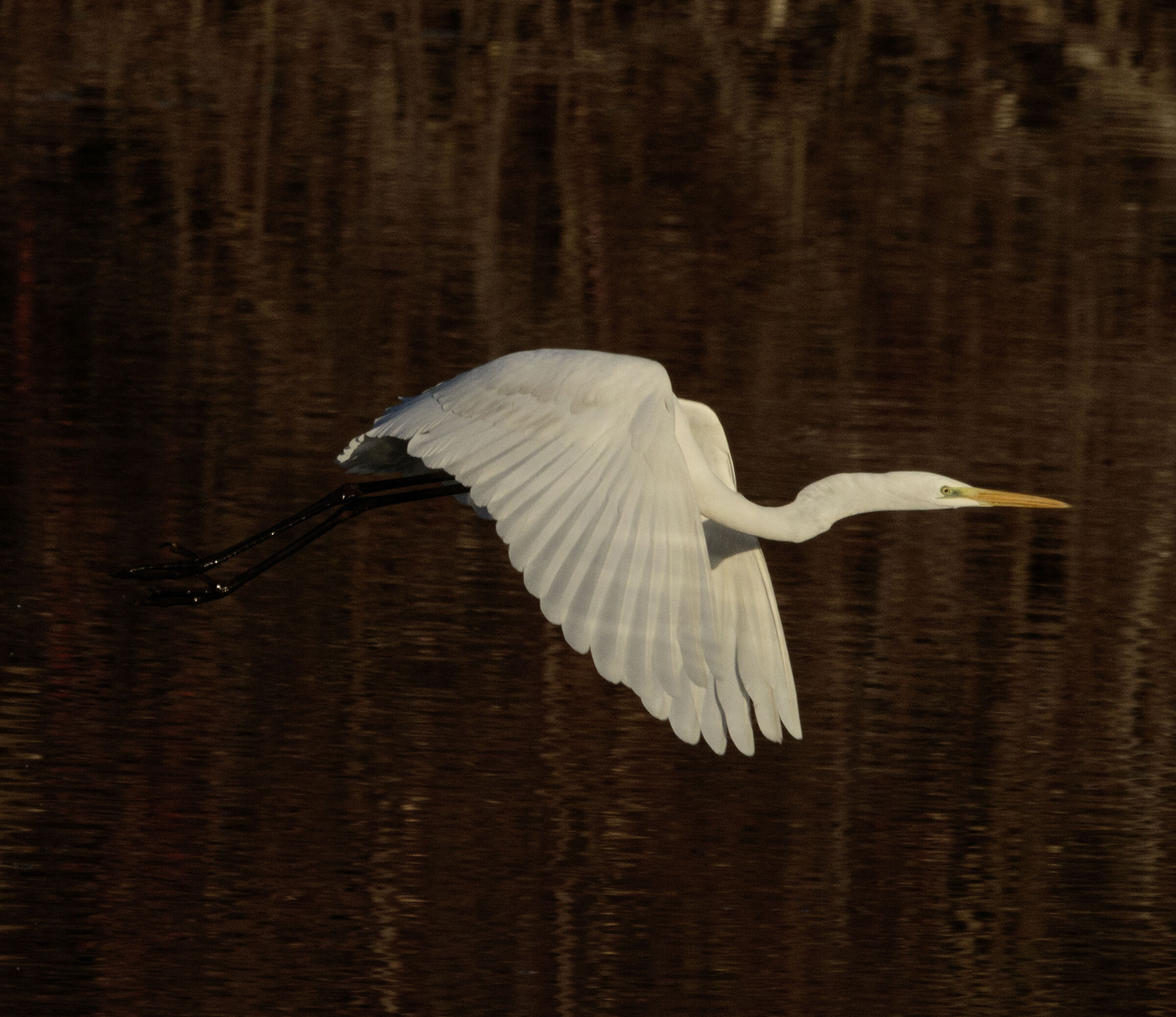 Airone Bianco Maggiore Oasi Lipu Cesano M. MB 4/01/2024