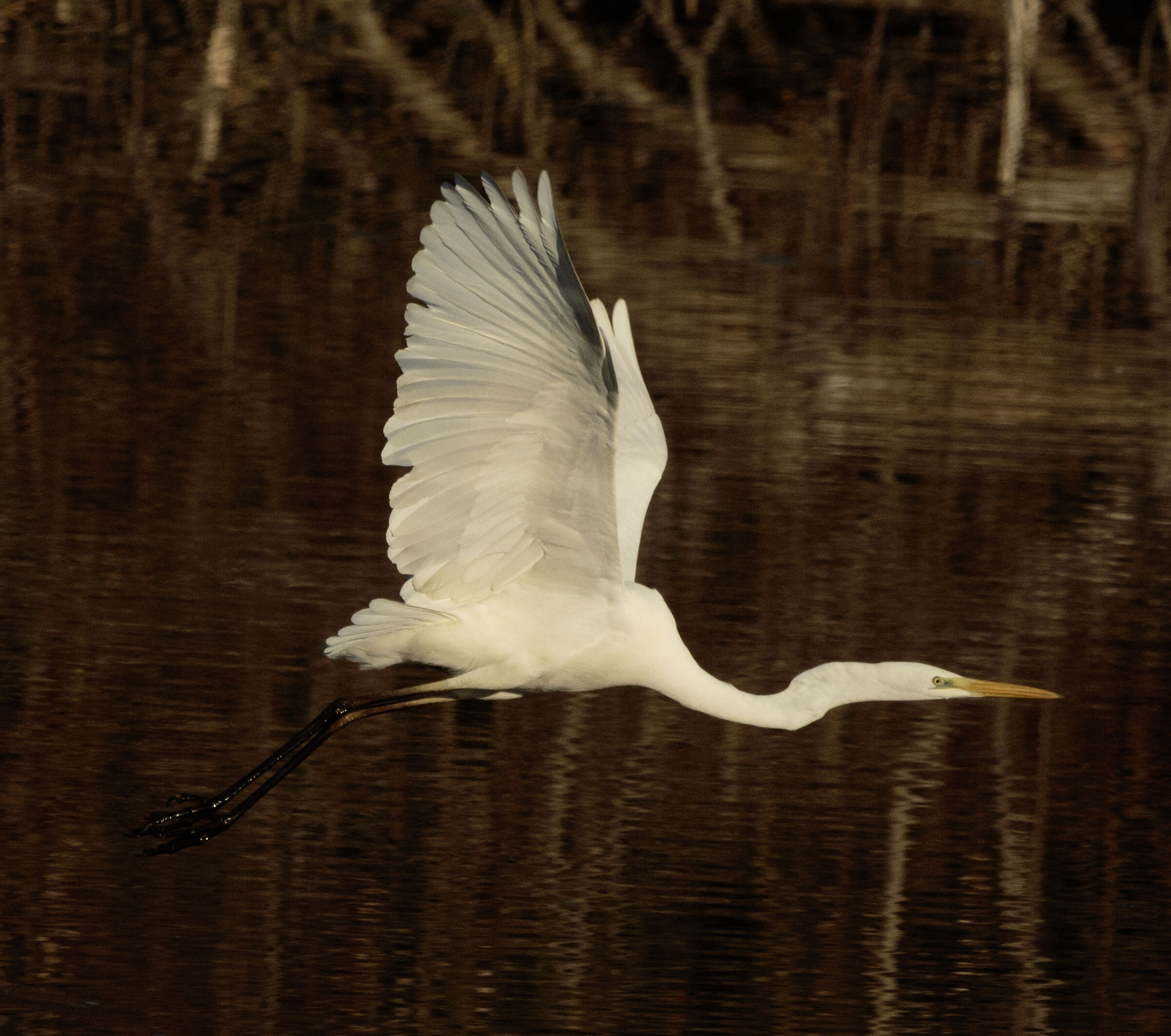 Airone Bianco Maggiore Oasi Lipu Cesano M. MB 4/01/2024