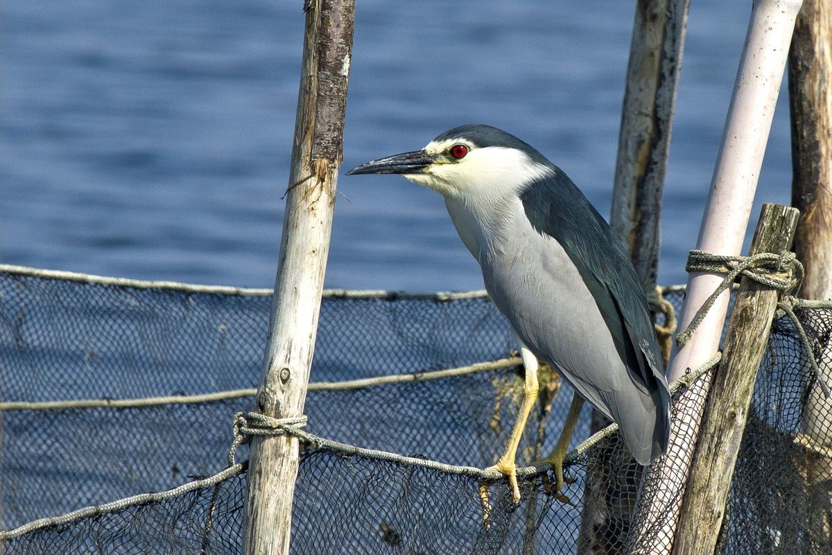 The Night Heron fishing in the Po delta