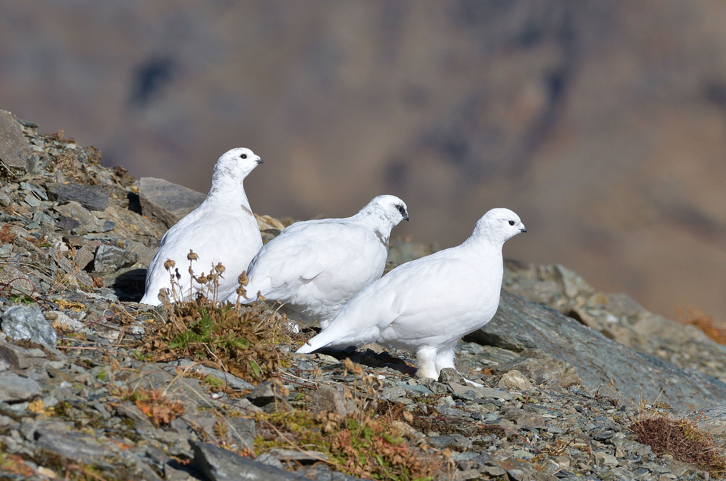 Partridges.. The trio in white.