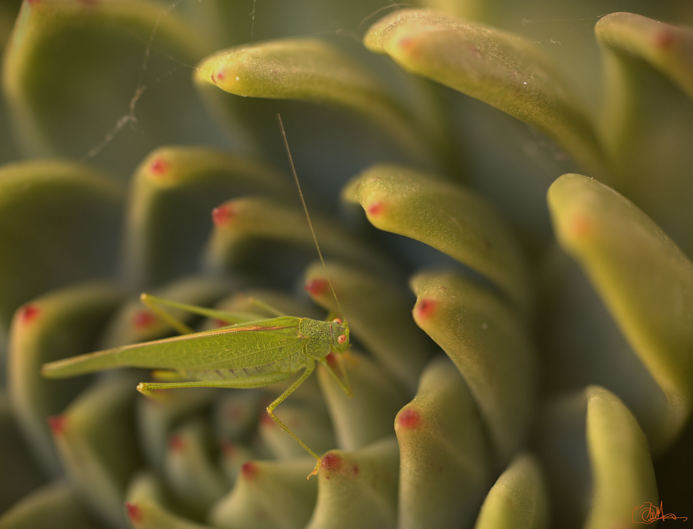 Phaneroptera falcata