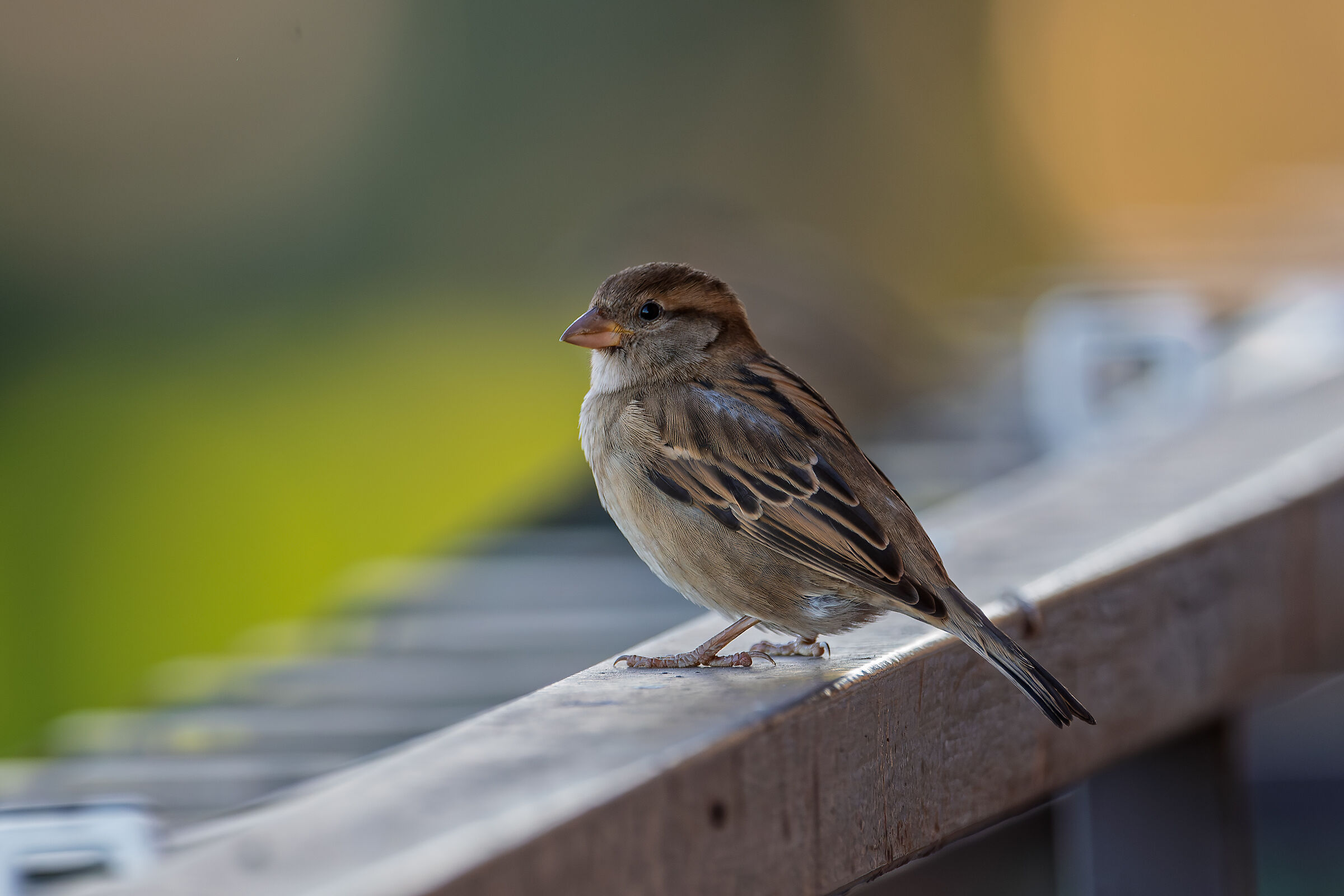 Sparrow