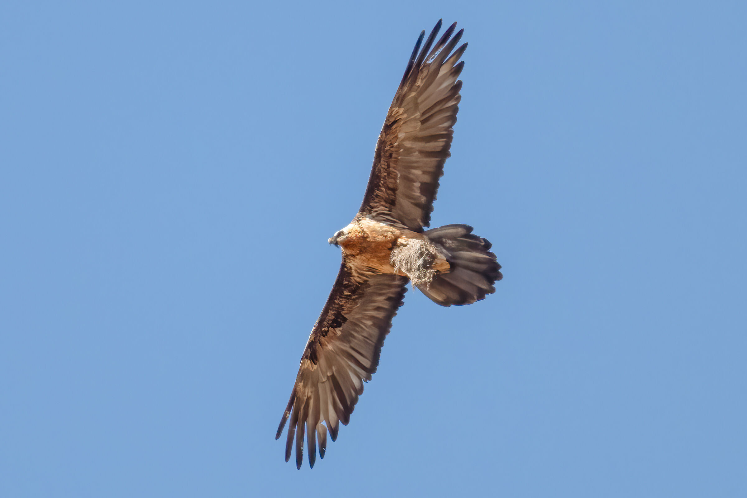 Bearded vulture with lunch....