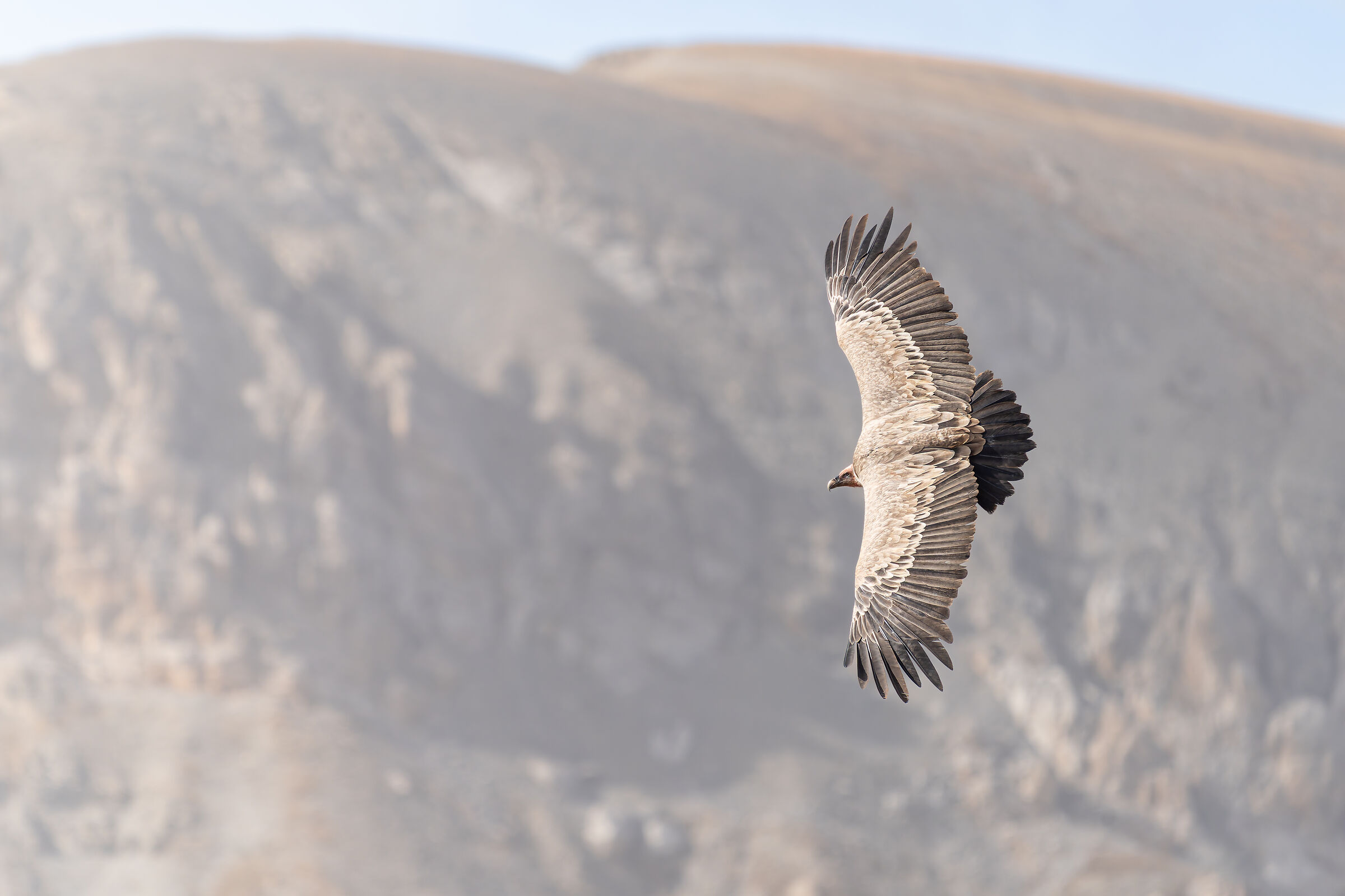 Griffon vulture in turn