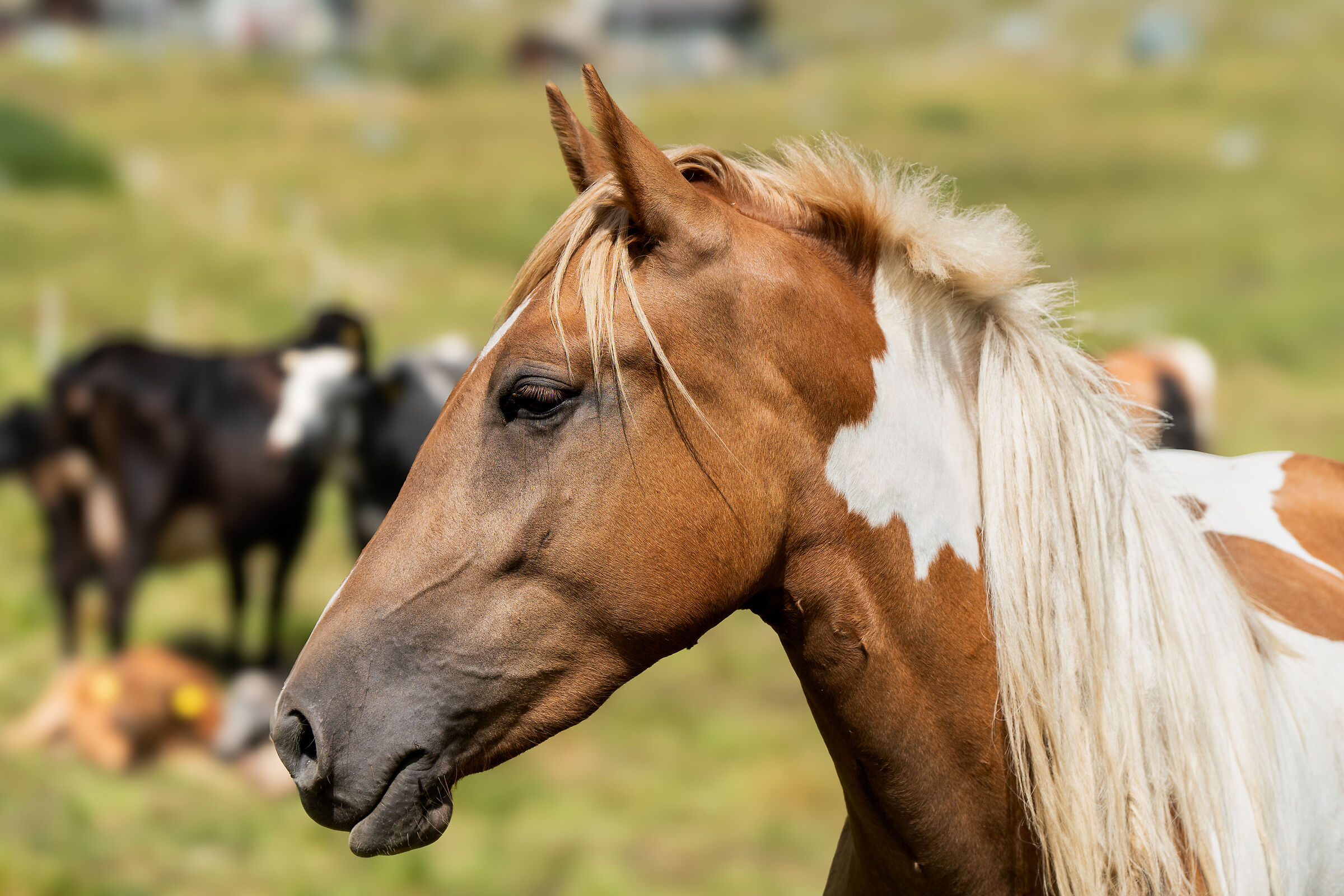 Cavallo maculato all'alpeggio