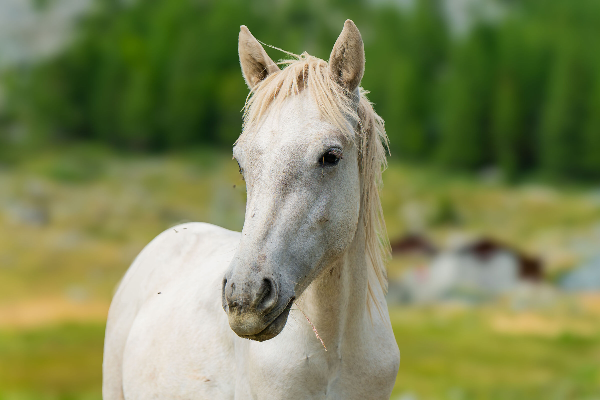 Cavallo bianco all'alpe