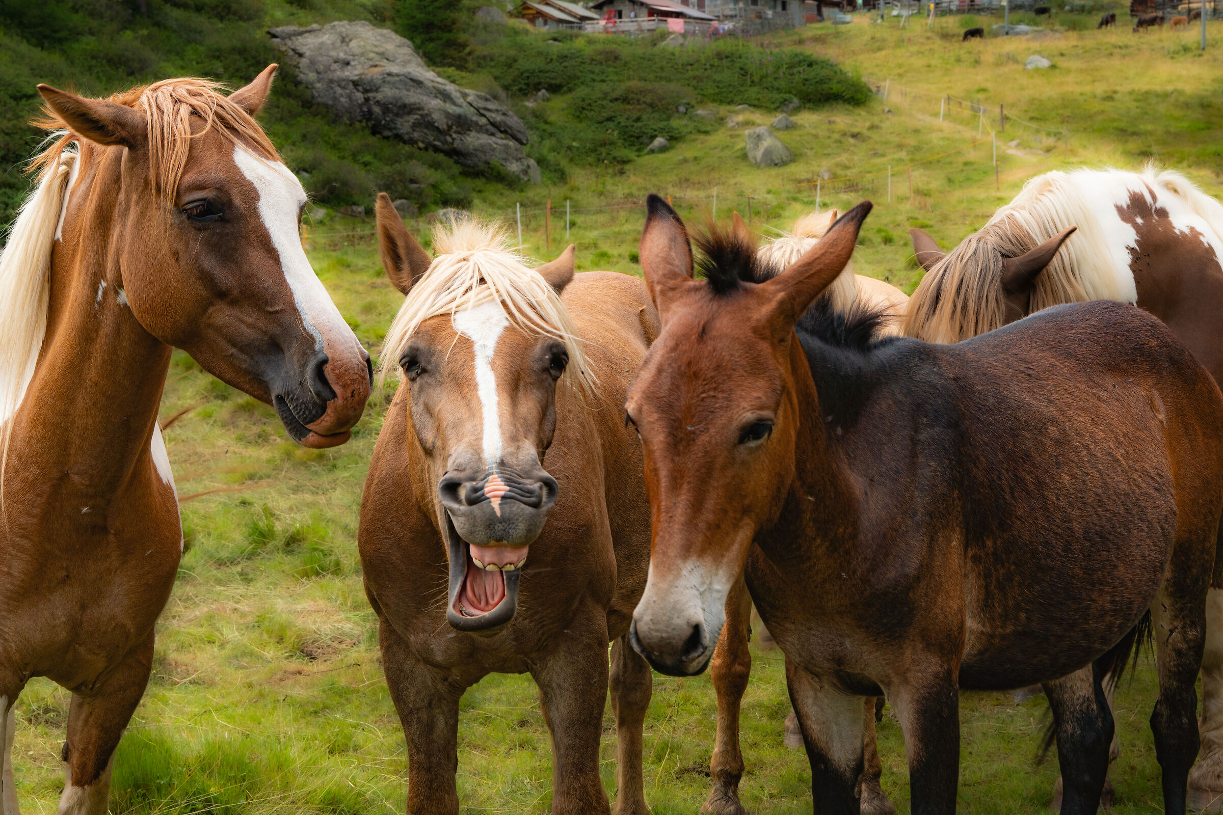 Happy Horses