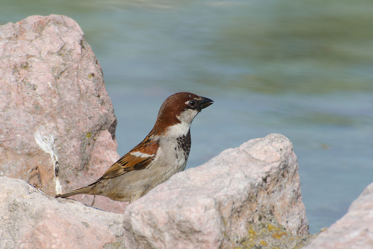 In posa tra le rocce