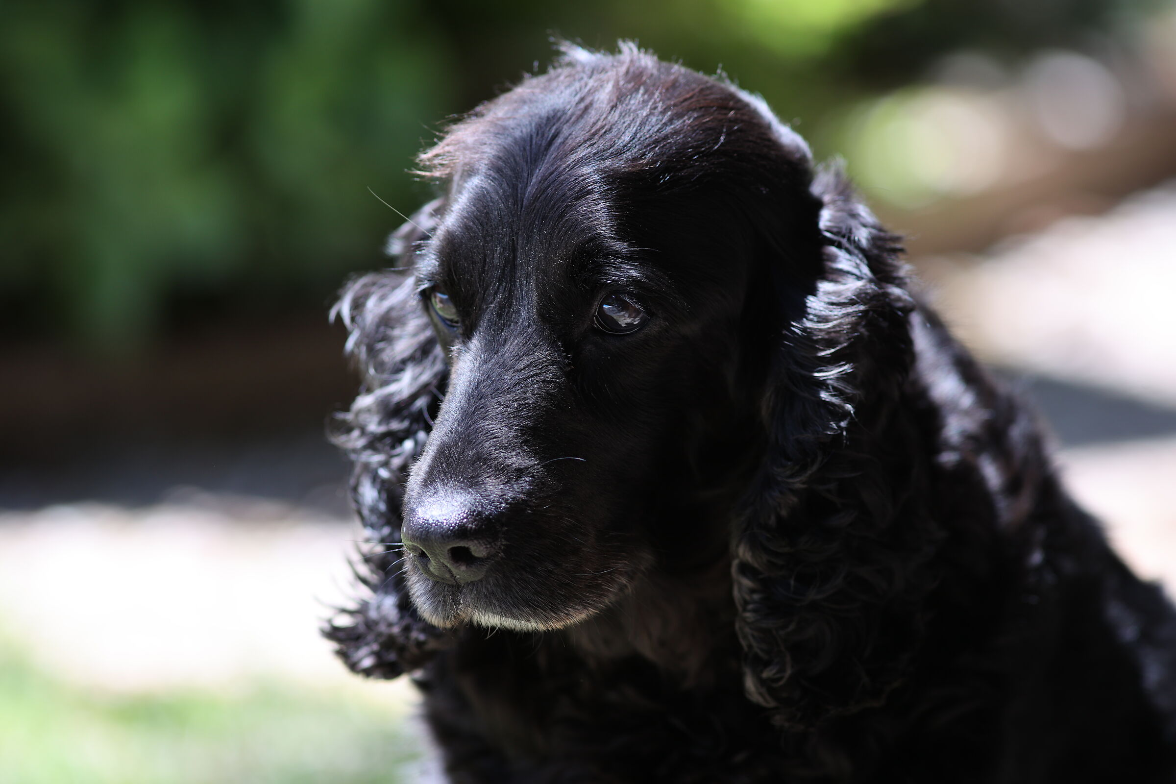 cocker spaniel