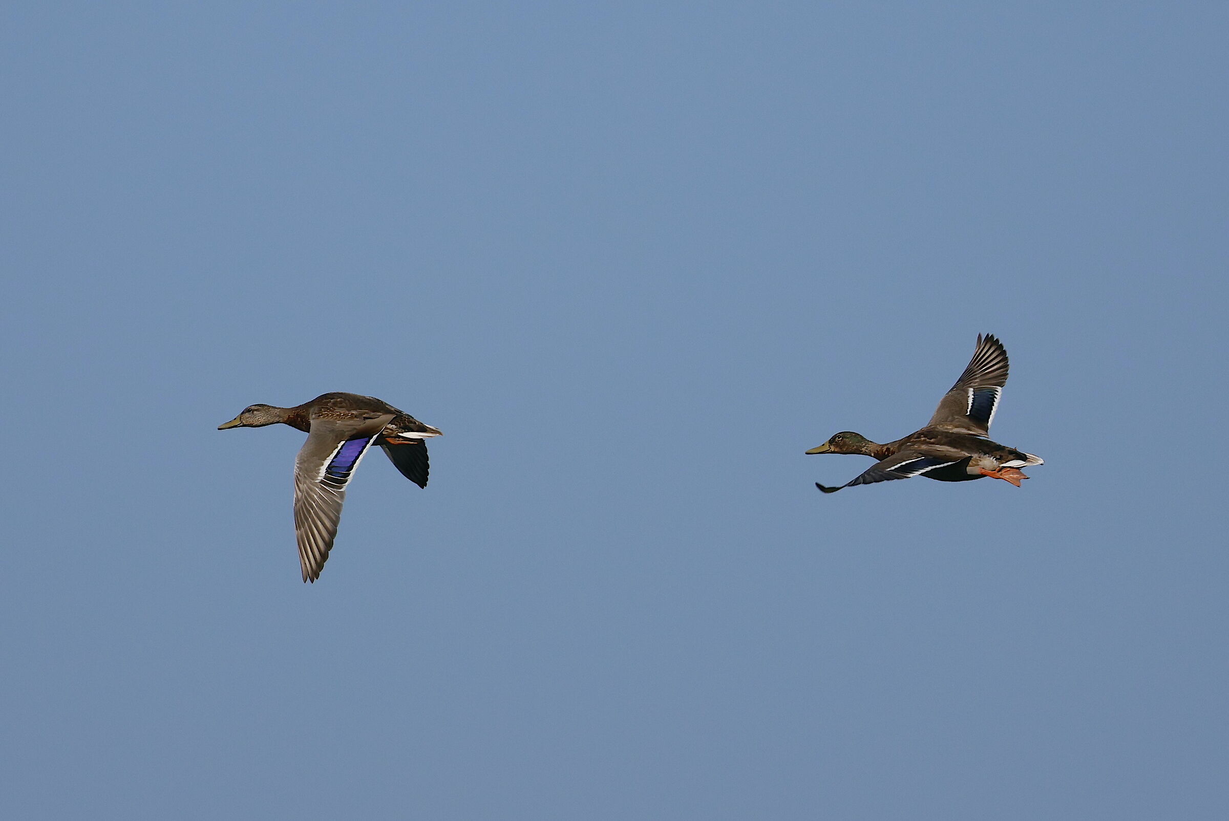 in volo