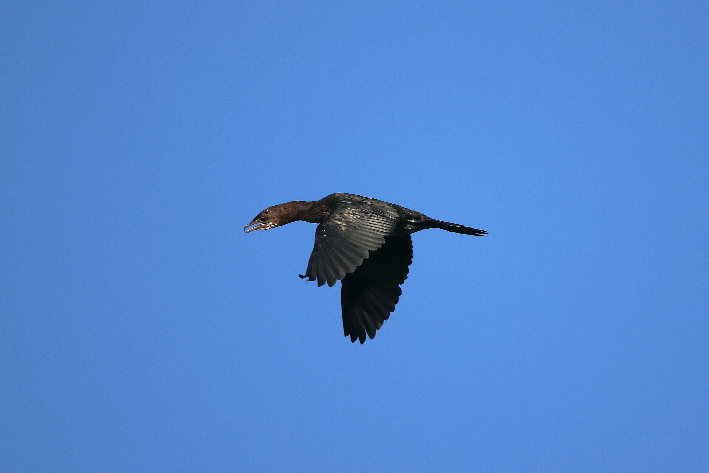 marangone in volo 1