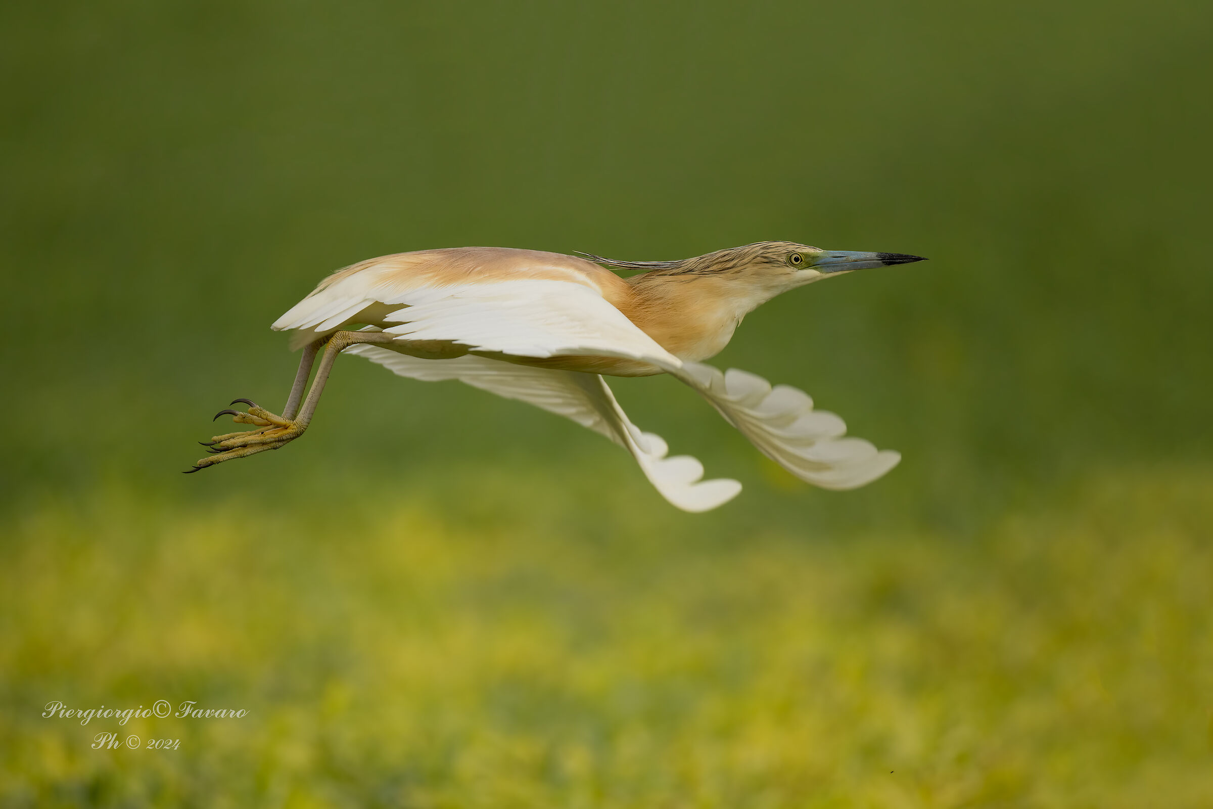 Squacco heron