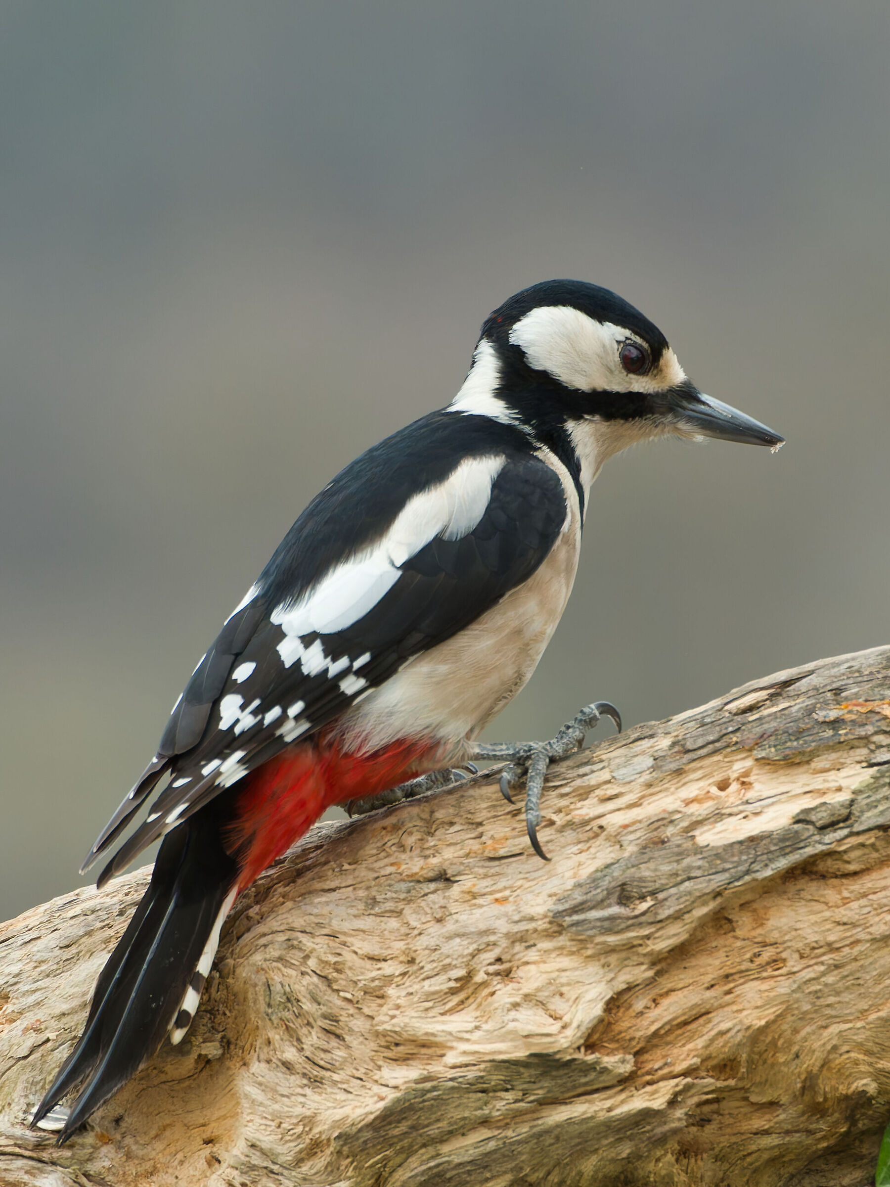 Great Spotted Woodpecker (f)