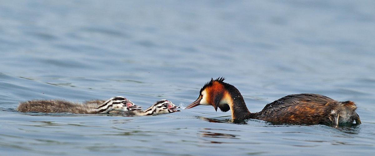 Lo scambio della piuma.