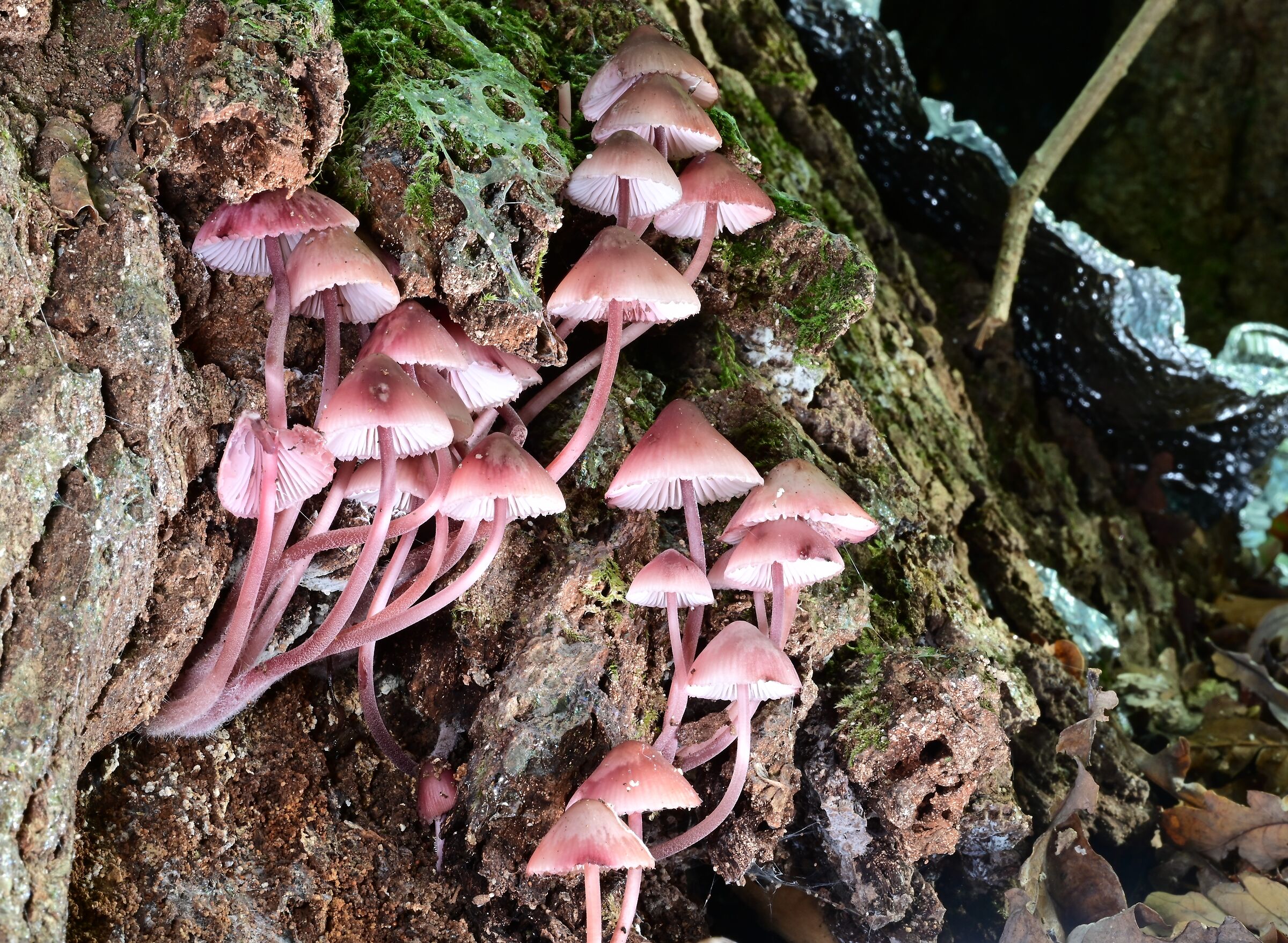 group of fungi