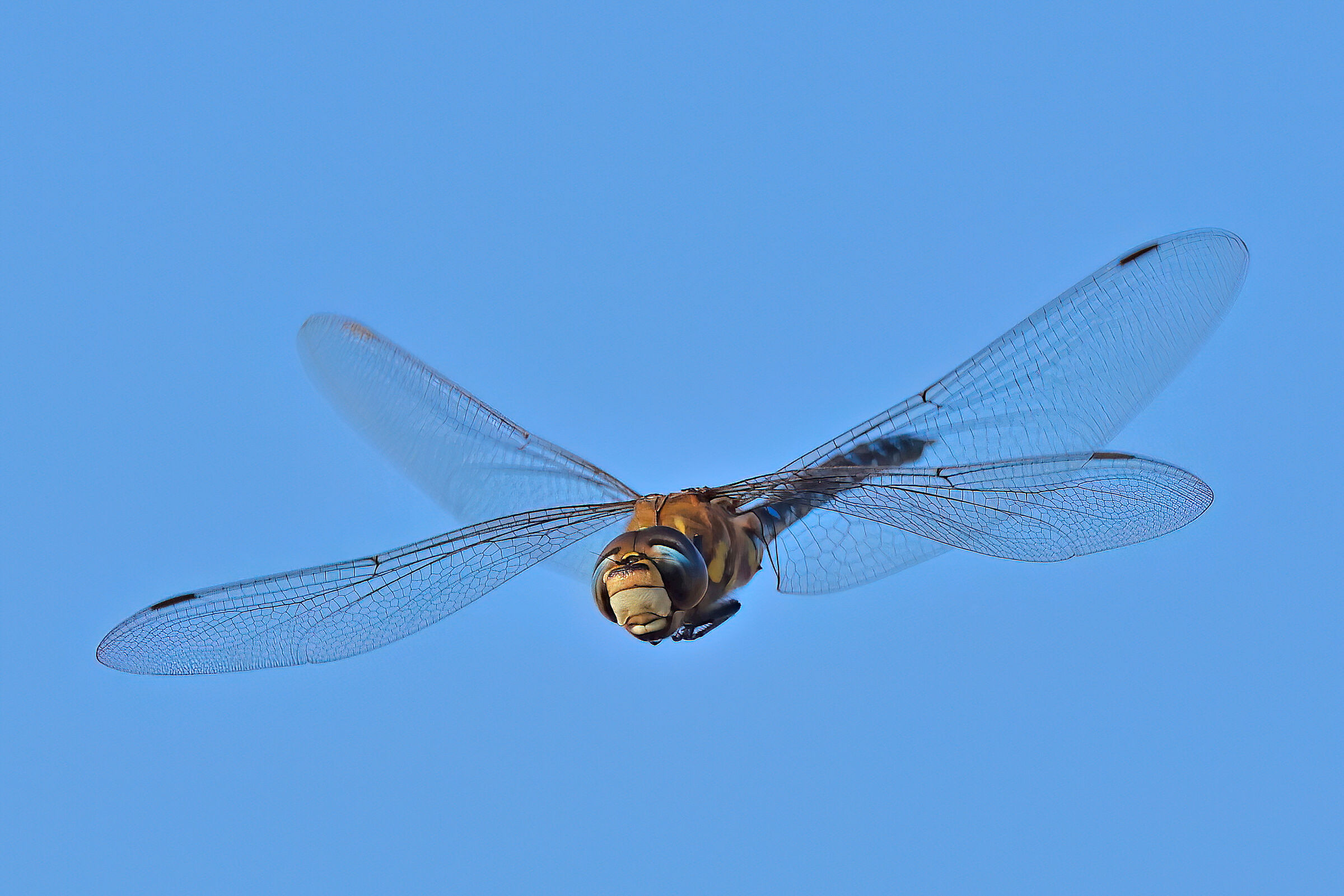 Dragonfly