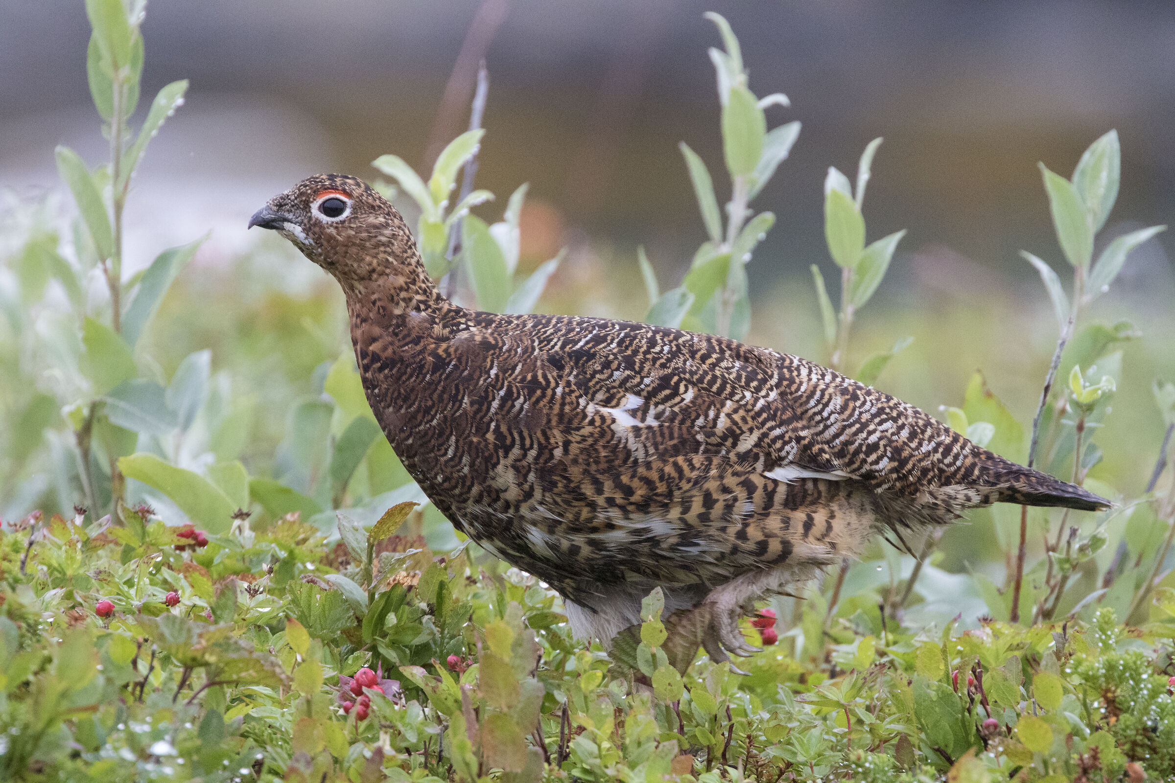 Rock ptarmigan (summer livery) Northern Norway