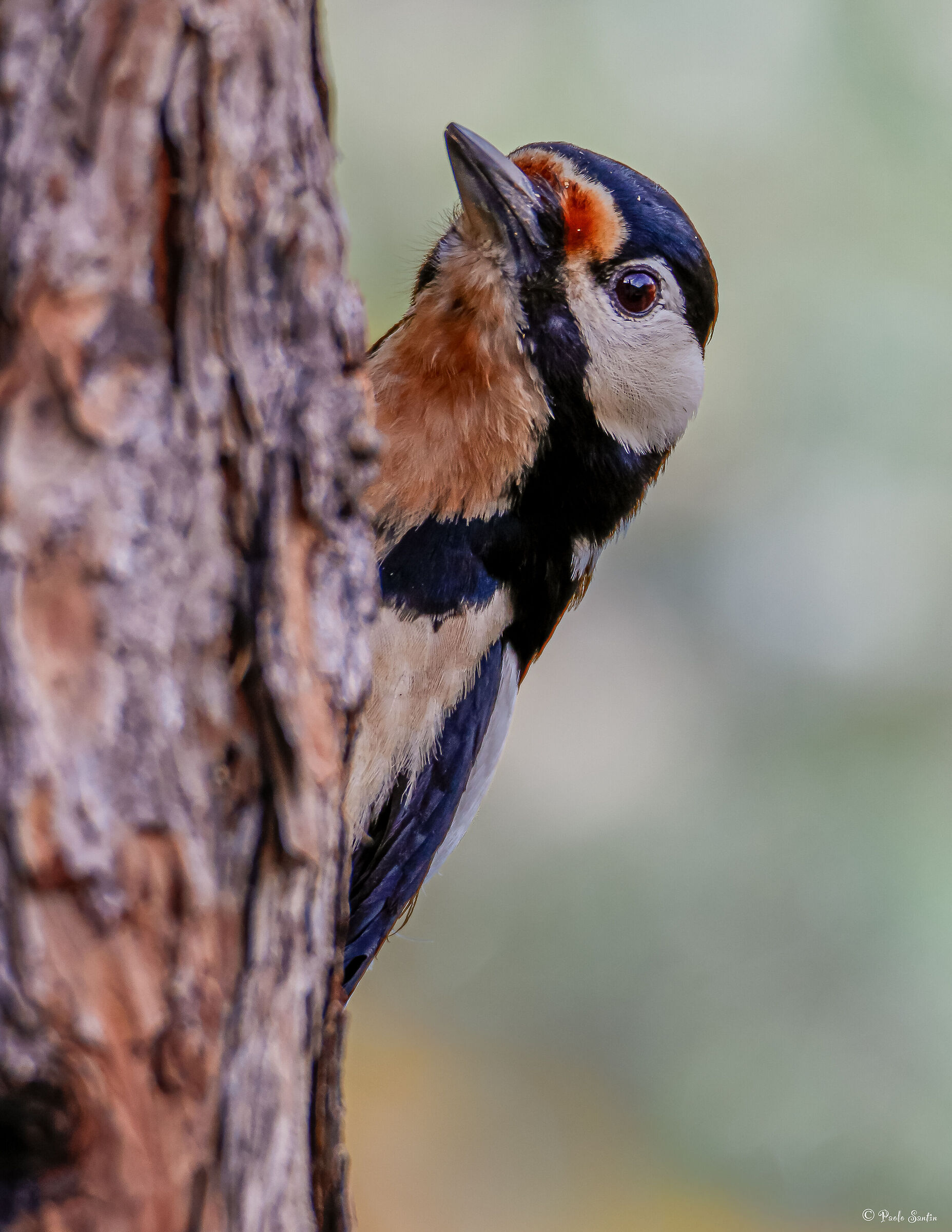 Great Spotted Woodpecker