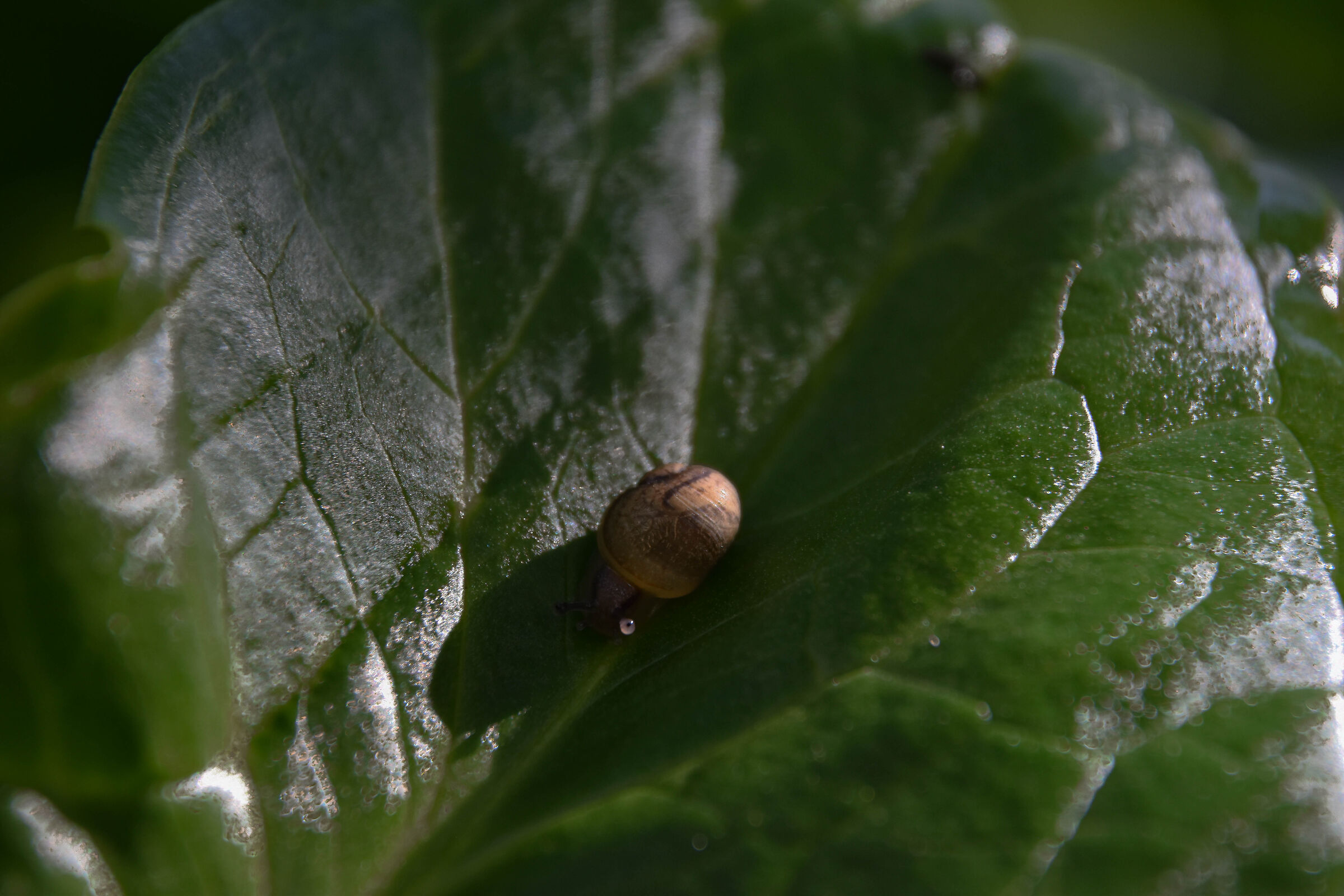 Un piccolo intenso sguardo