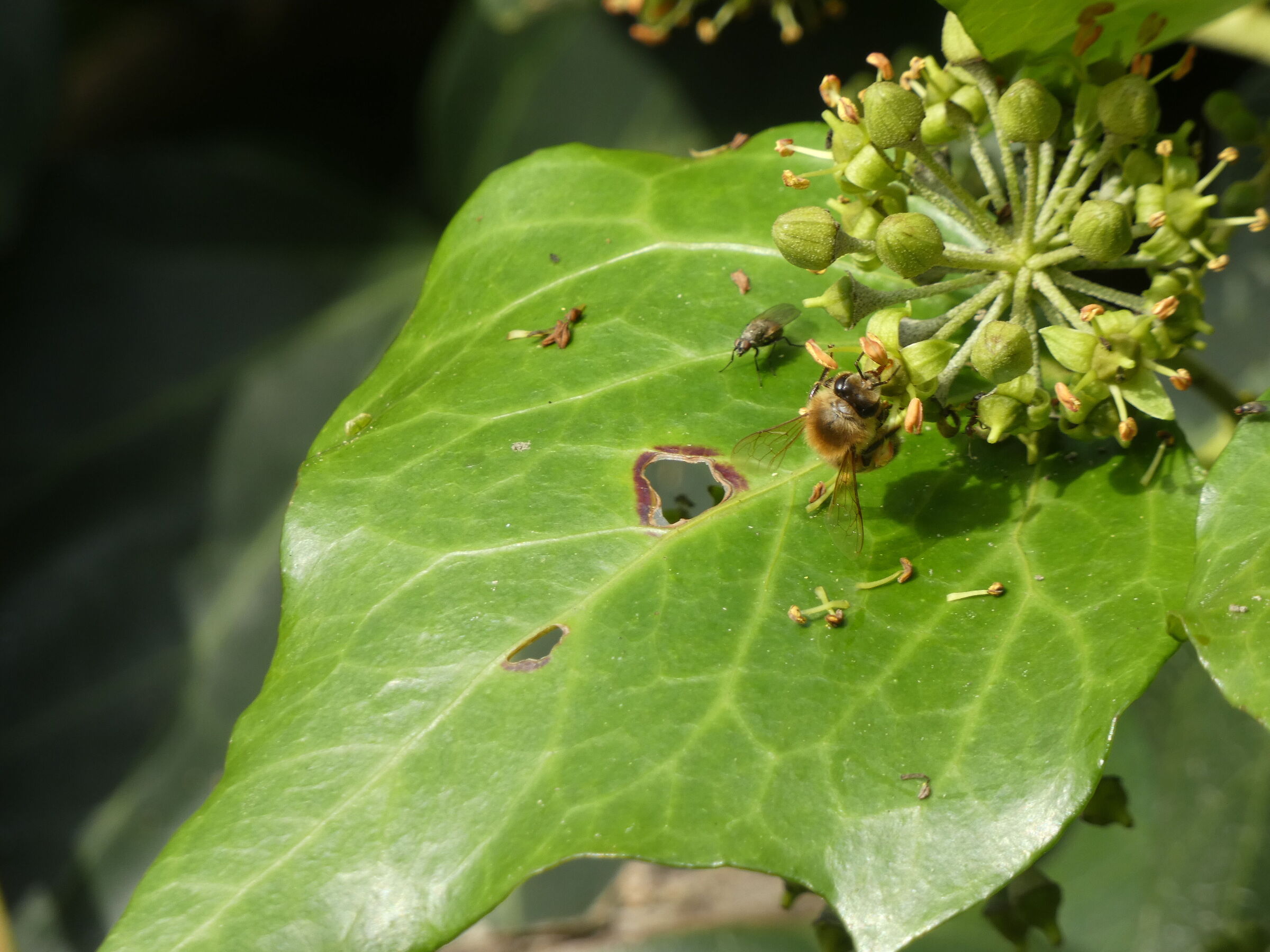 fiori e insetti presi al volo