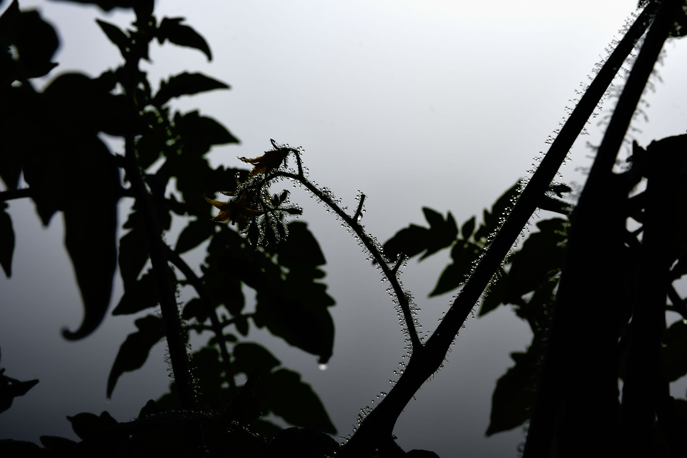 Dalla tenebra alla brina