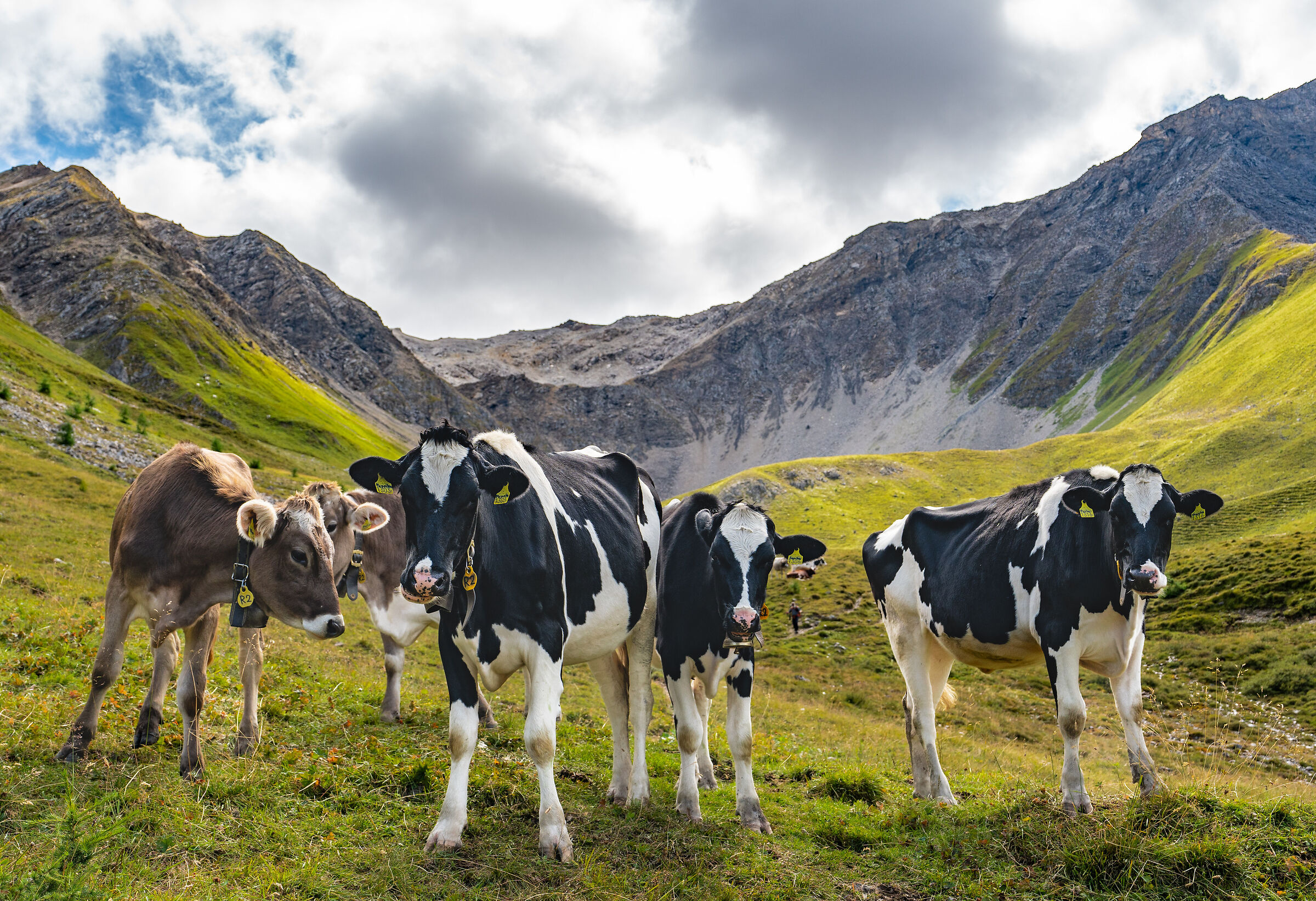 The Cow's Gang