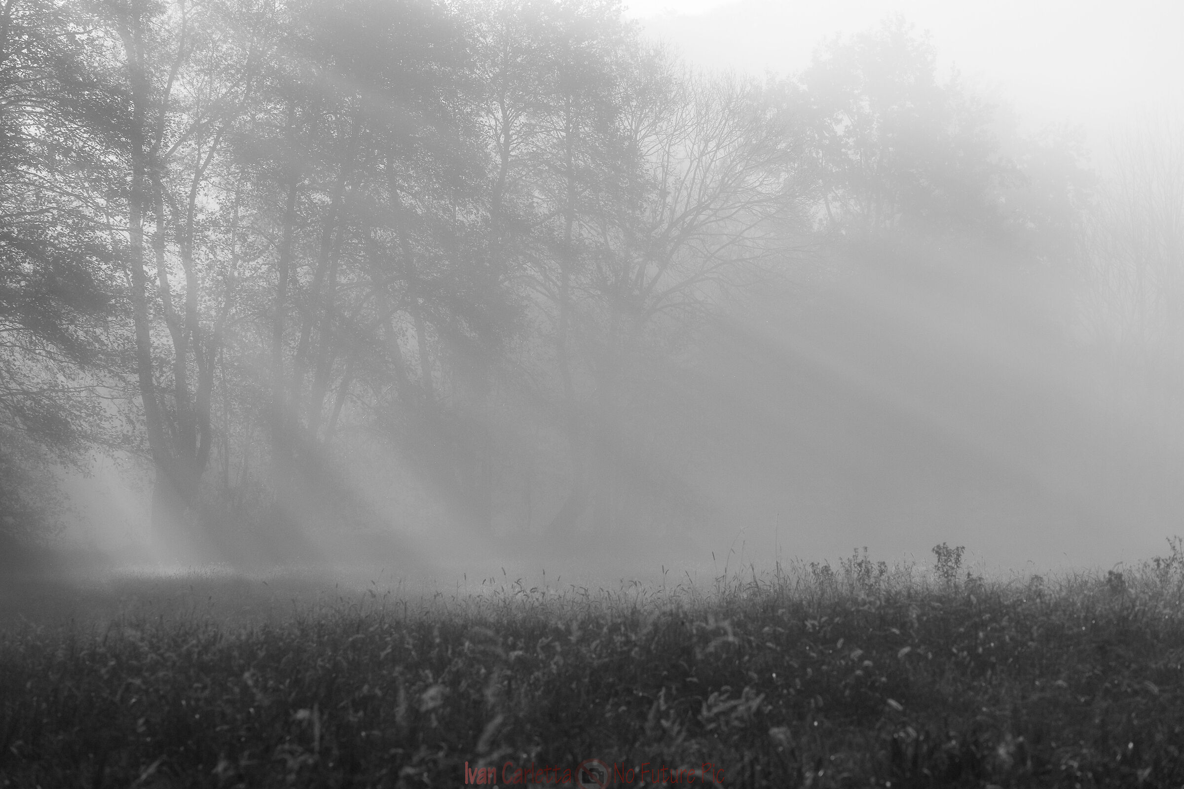 nebbia in palude