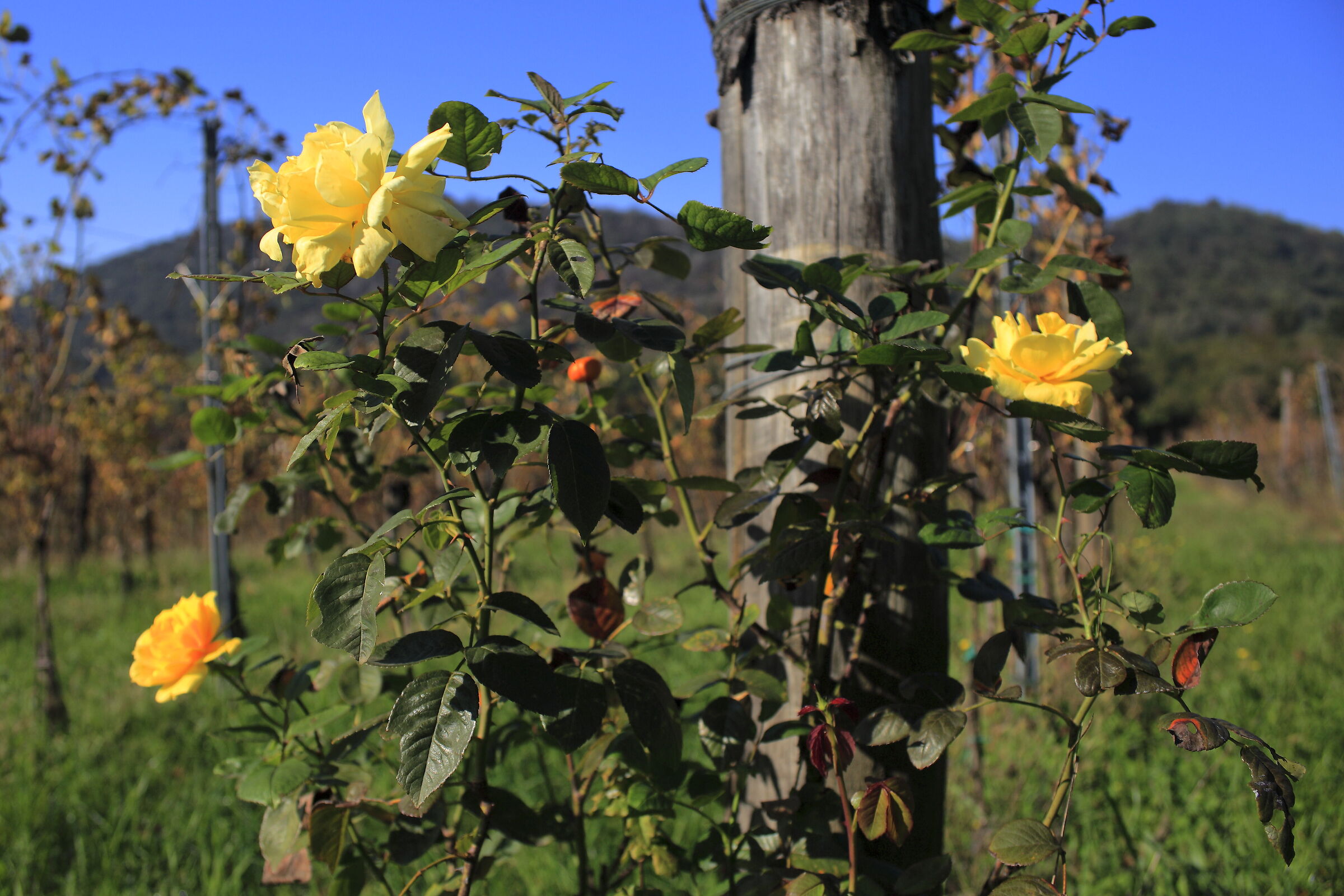 Colli Euganei meravigliosi