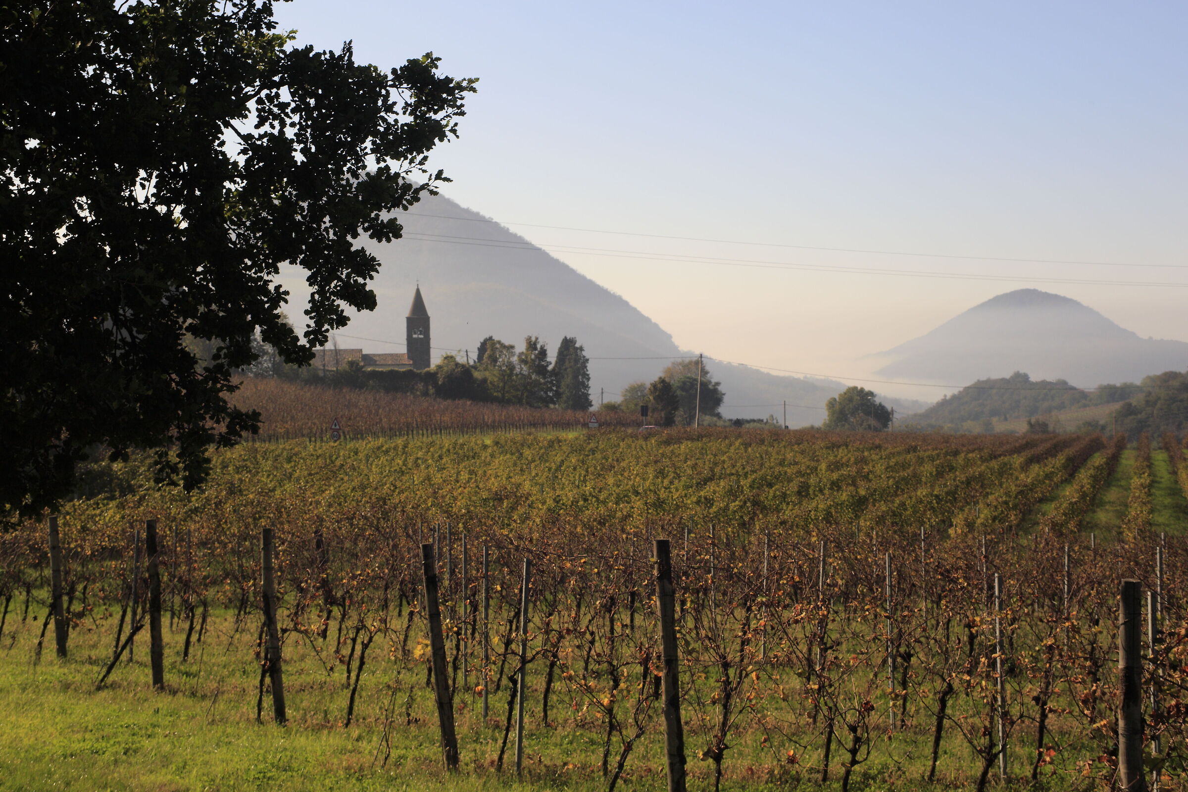 Vineyards in the Euganean Hills