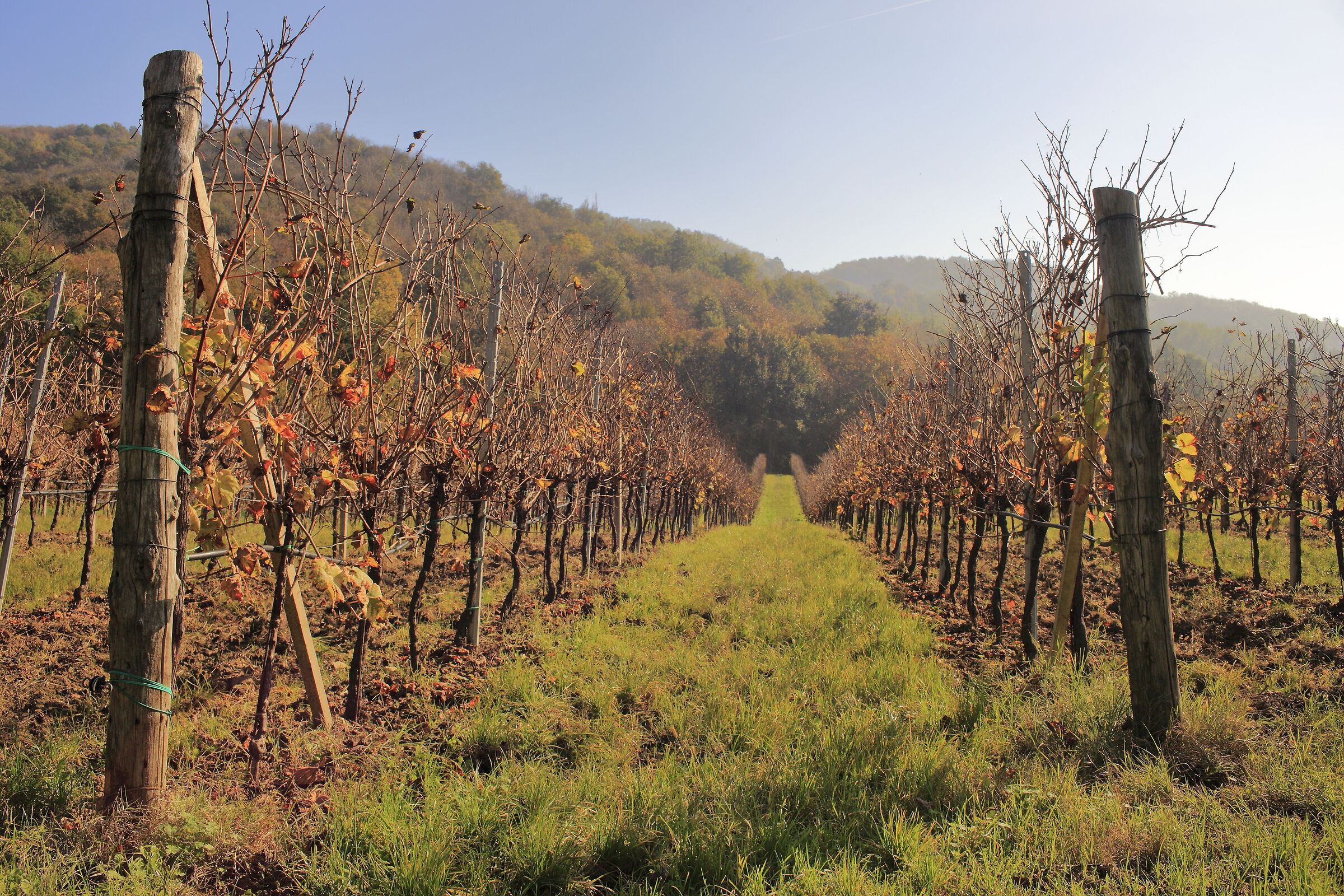 Vigneti nei Colli Euganei