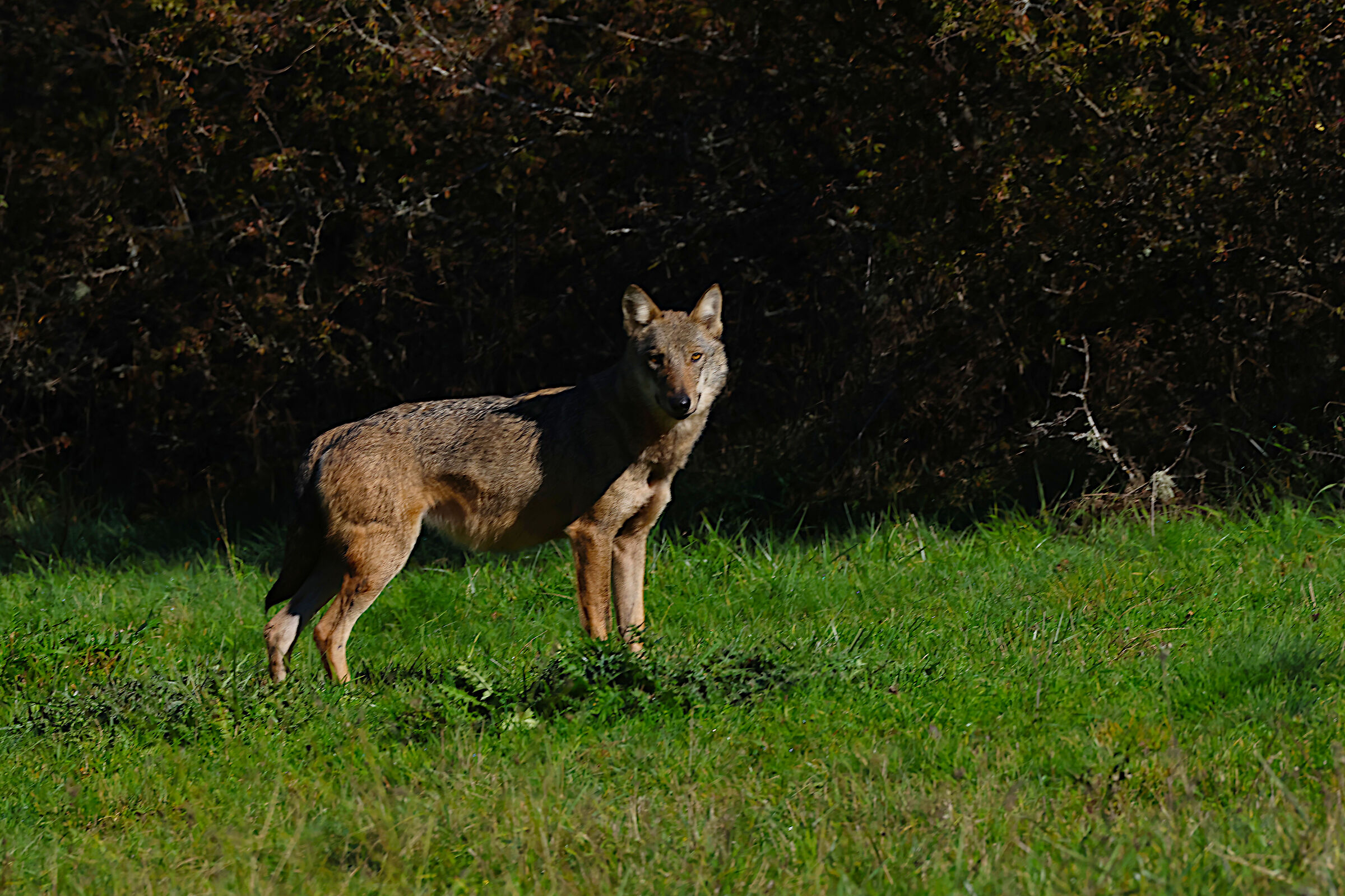 Wolf of the Abruzzo, Lazio and Molise National Park