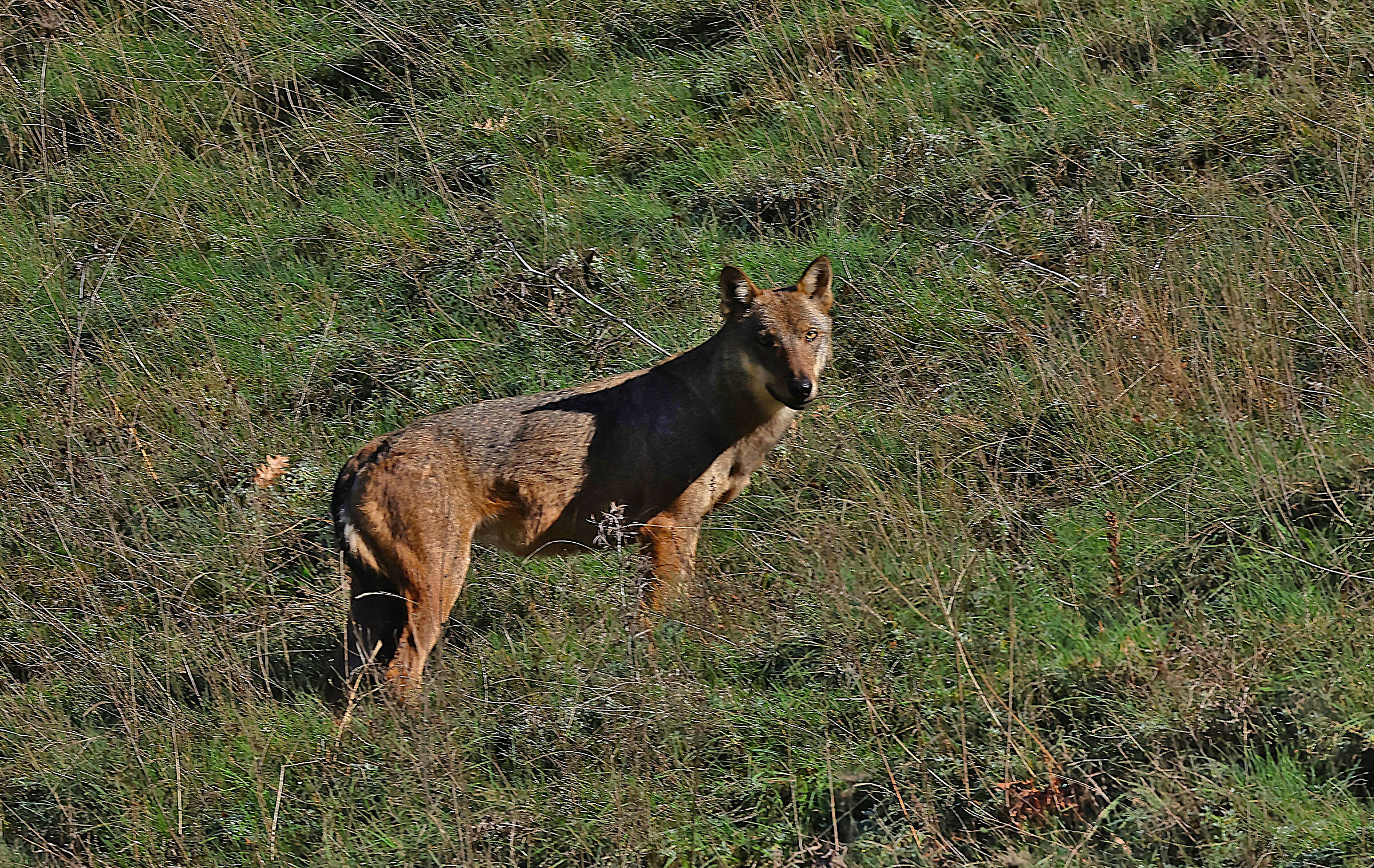 Wolf of the Abruzzo, Lazio and Molise National Park