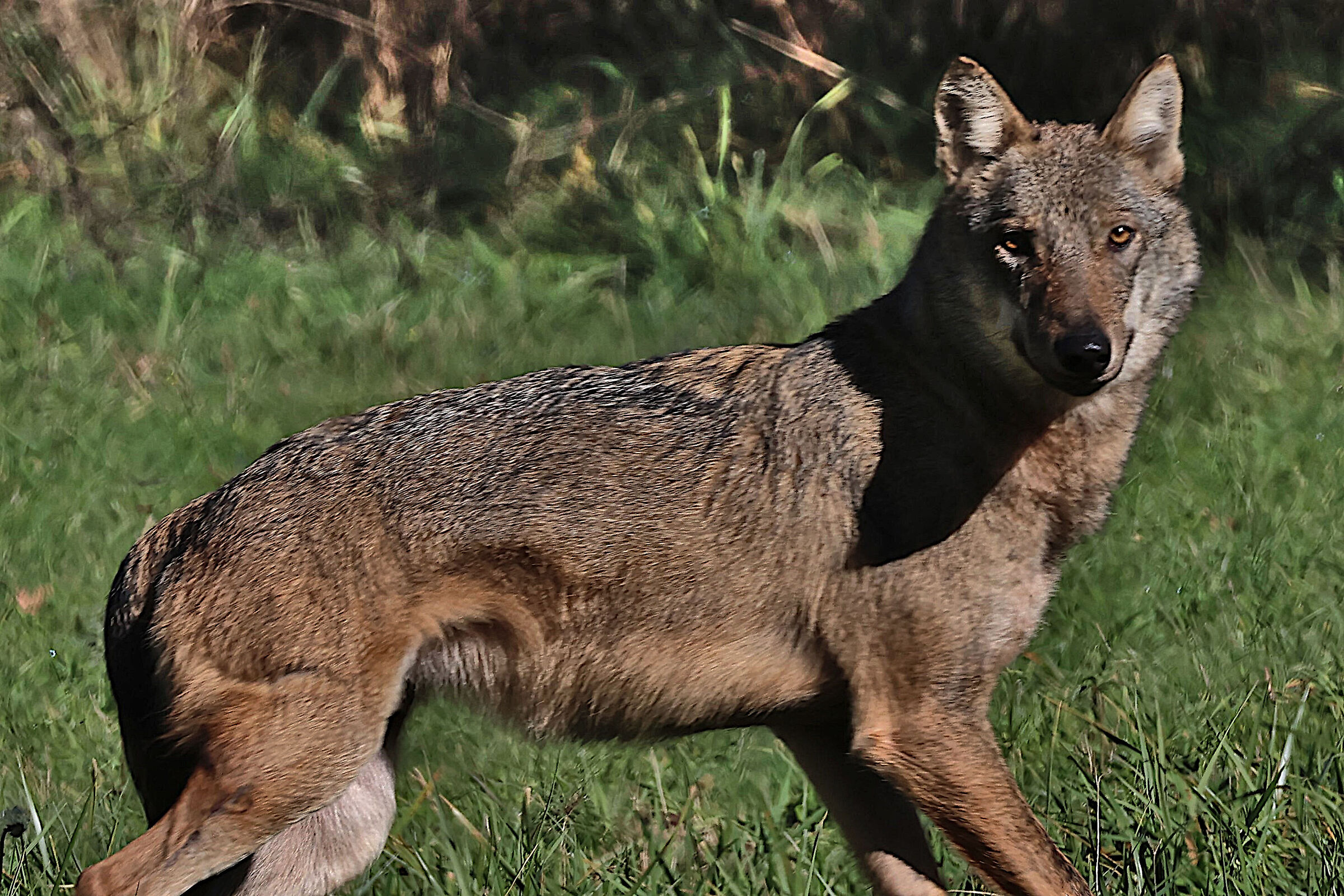 Wolf of the Abruzzo, Lazio and Molise National Park