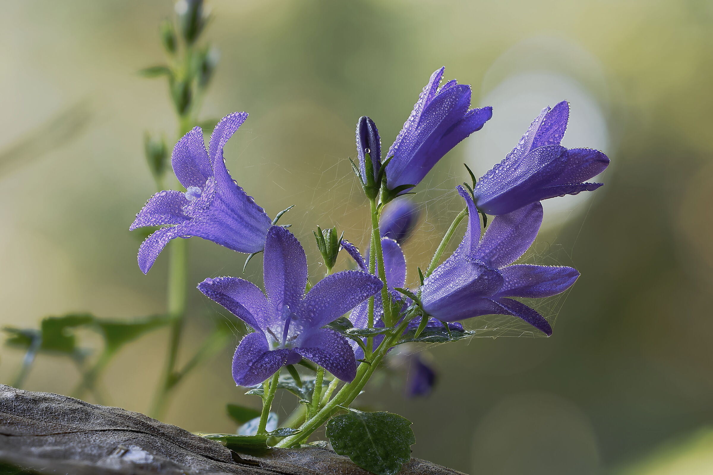 An early morning gentian