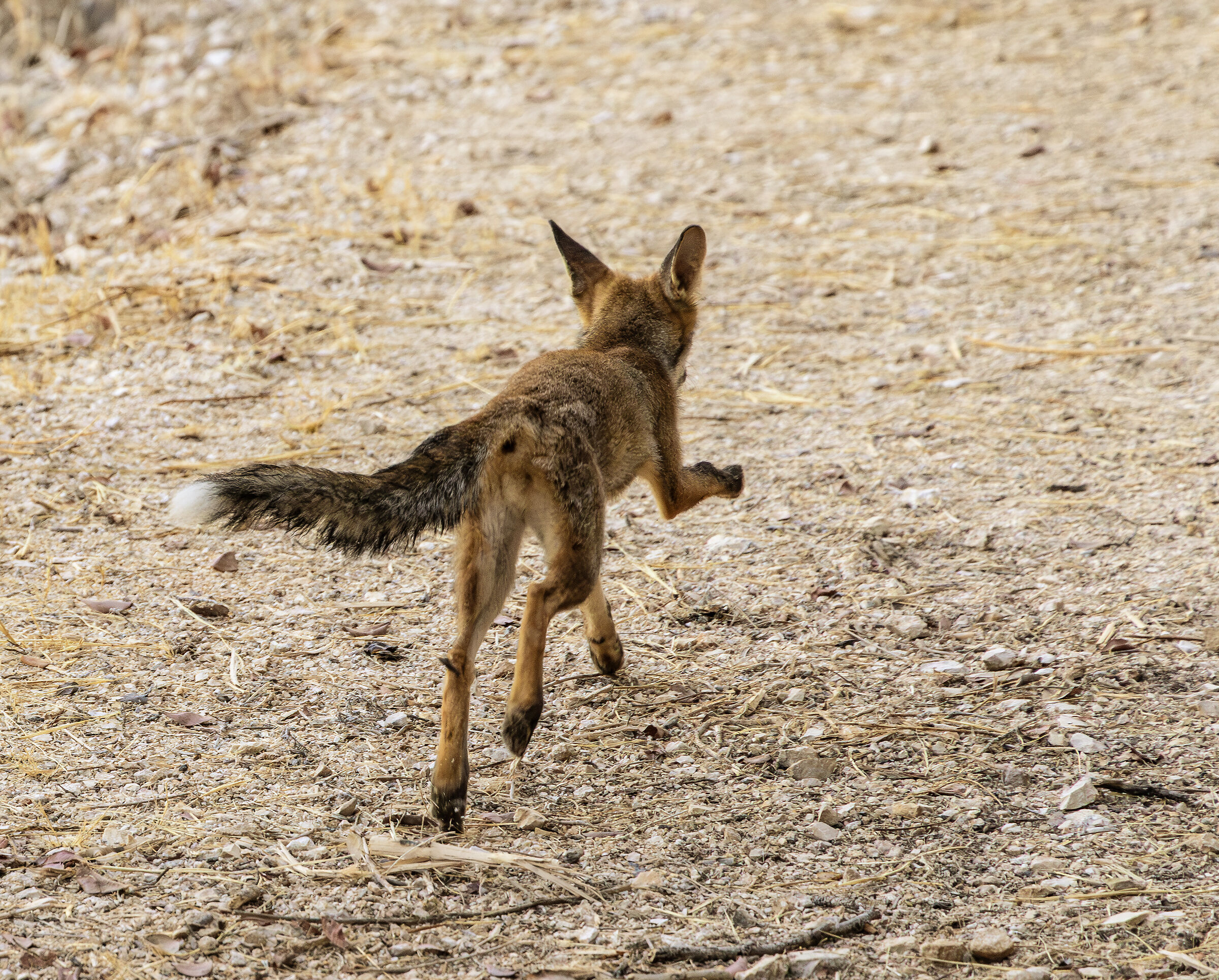 volpe appena liberata in riserva naturale