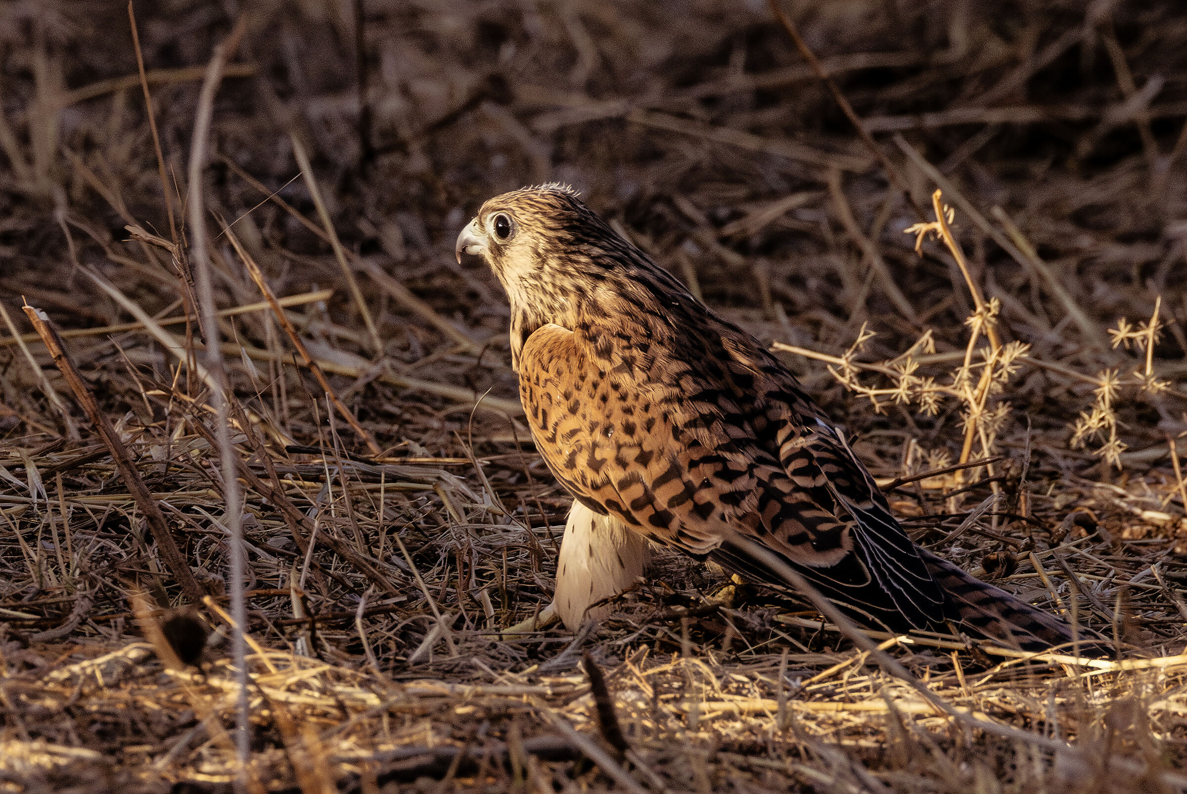 gheppio in fase di liberazione2