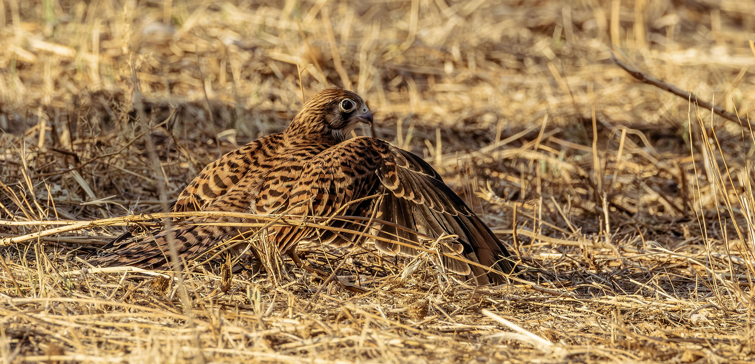 Kestrel being released4