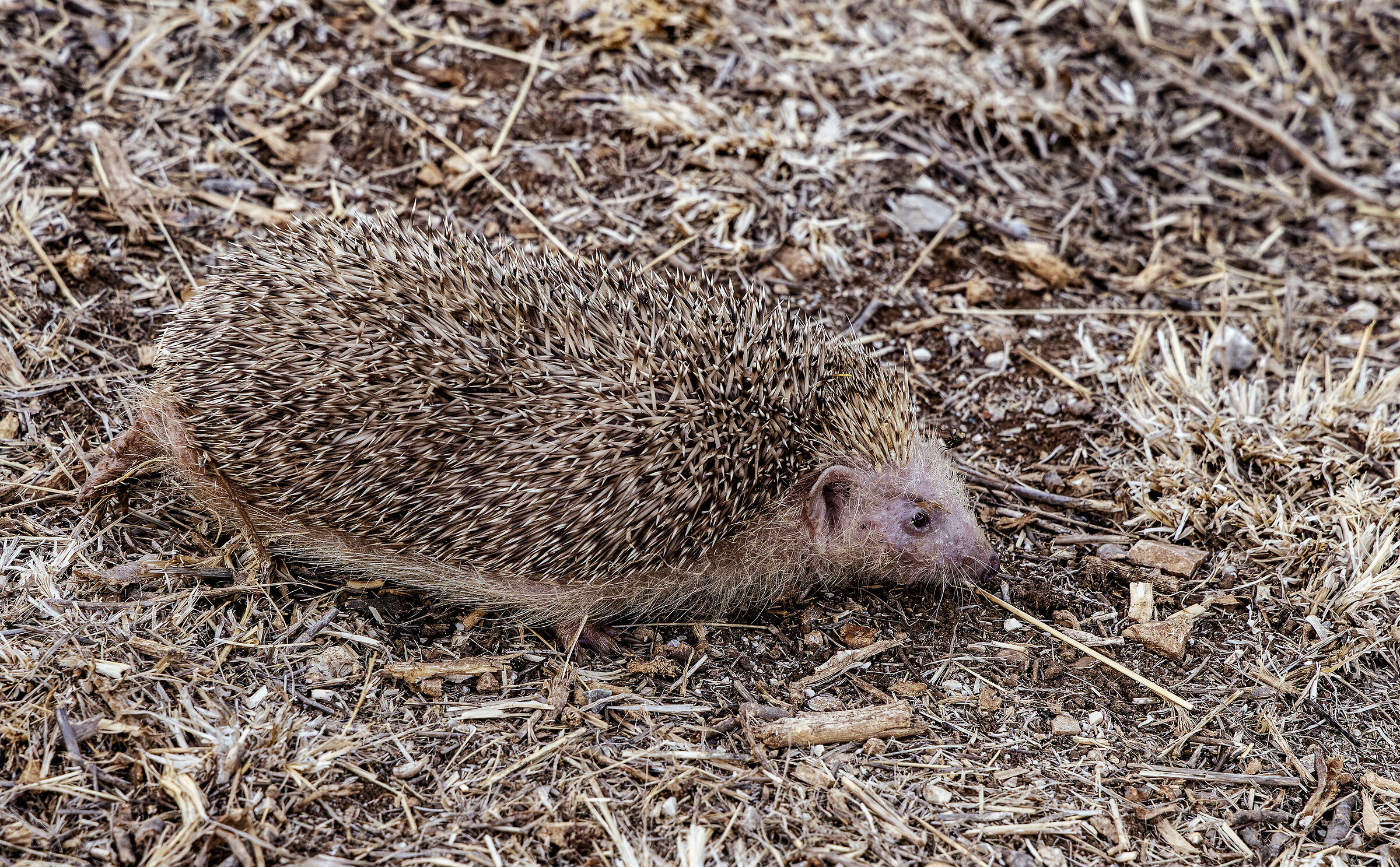 Hedgehog being released