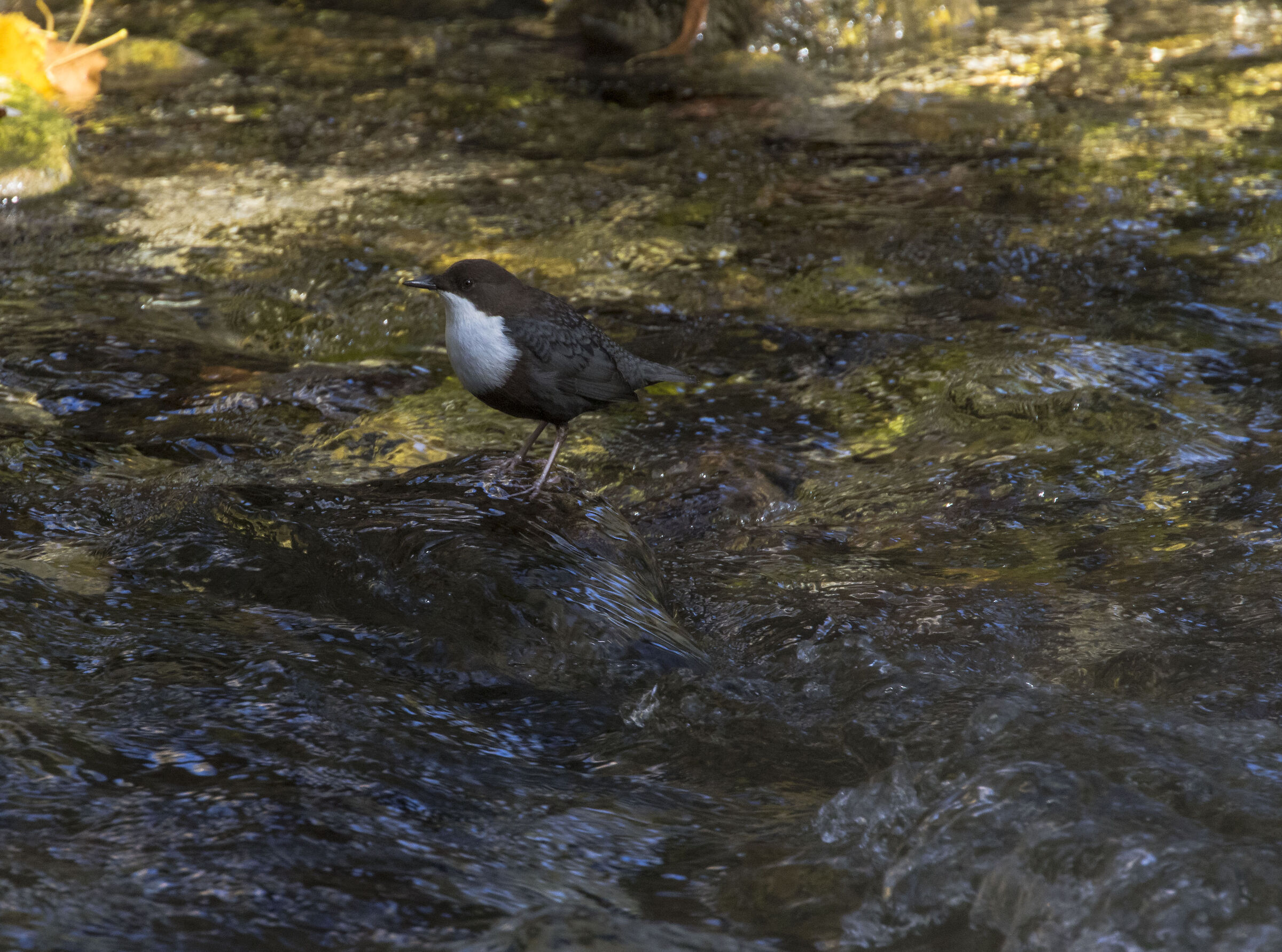 White-throated dipper
