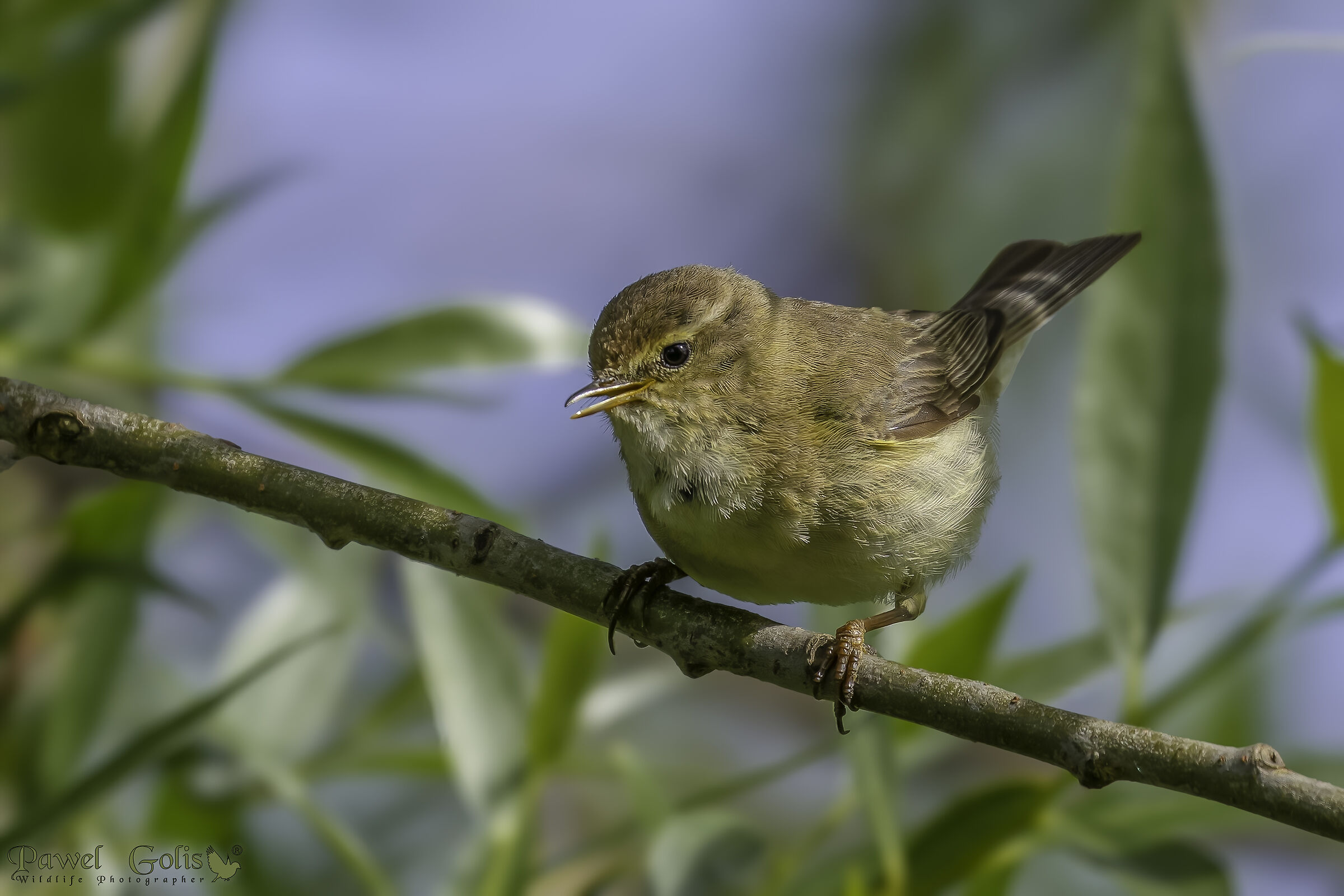 Chiffchaff comune (Phylloscopus collybita)