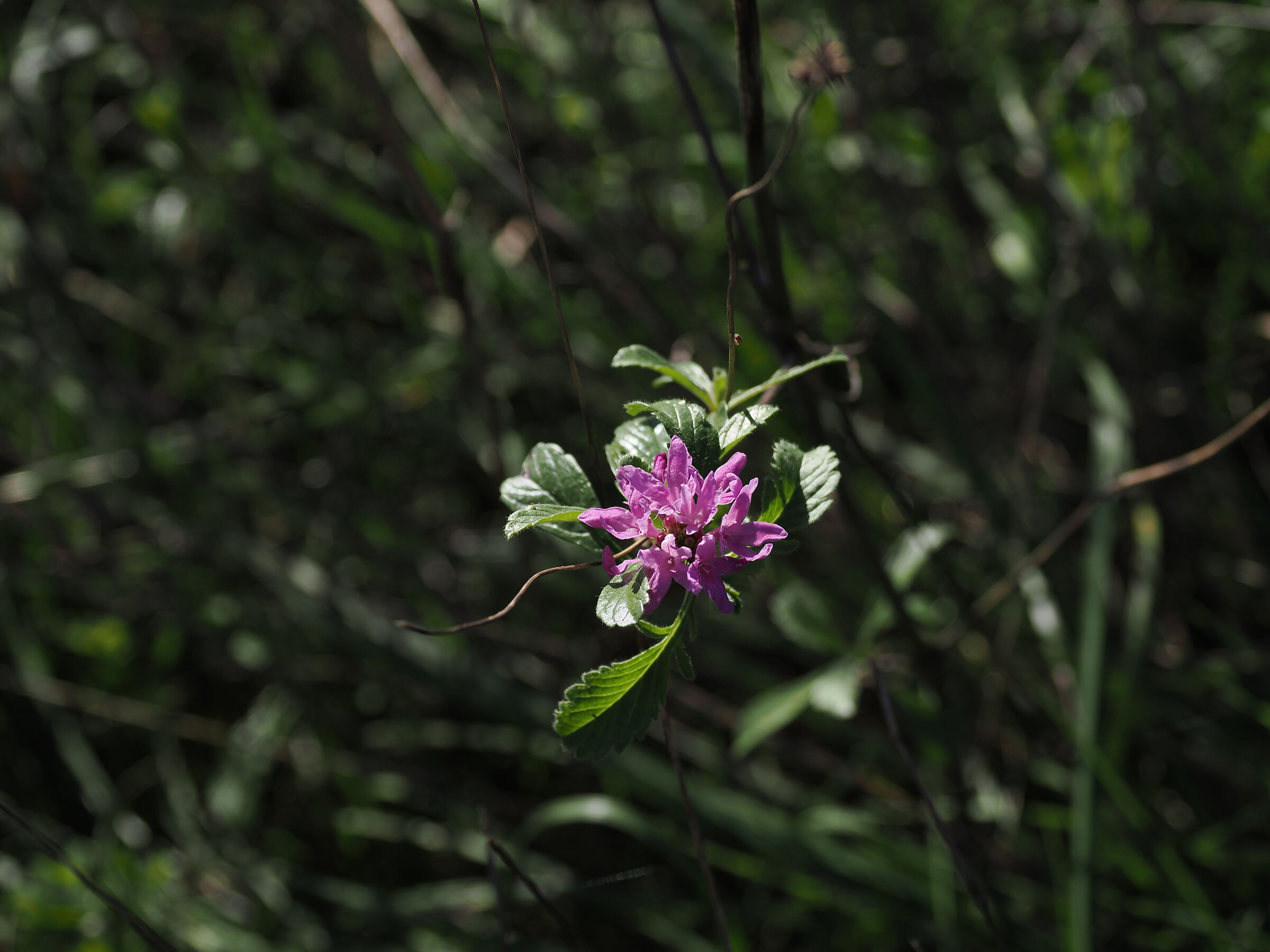 scabiosa atropurpurea ( vedovina marittima )
