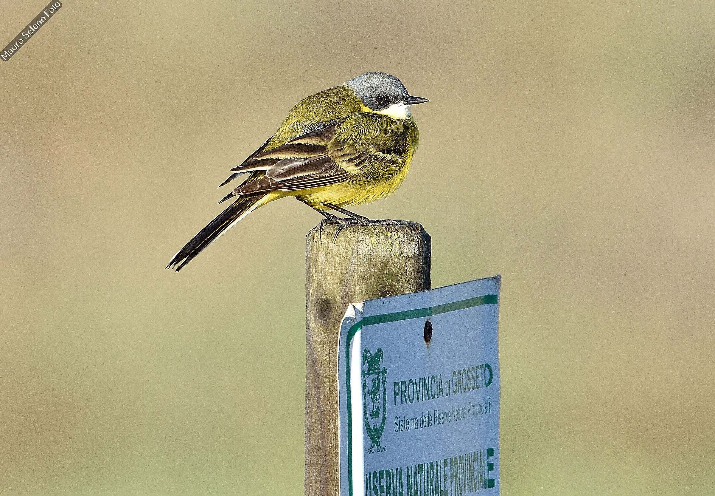 Wagtail