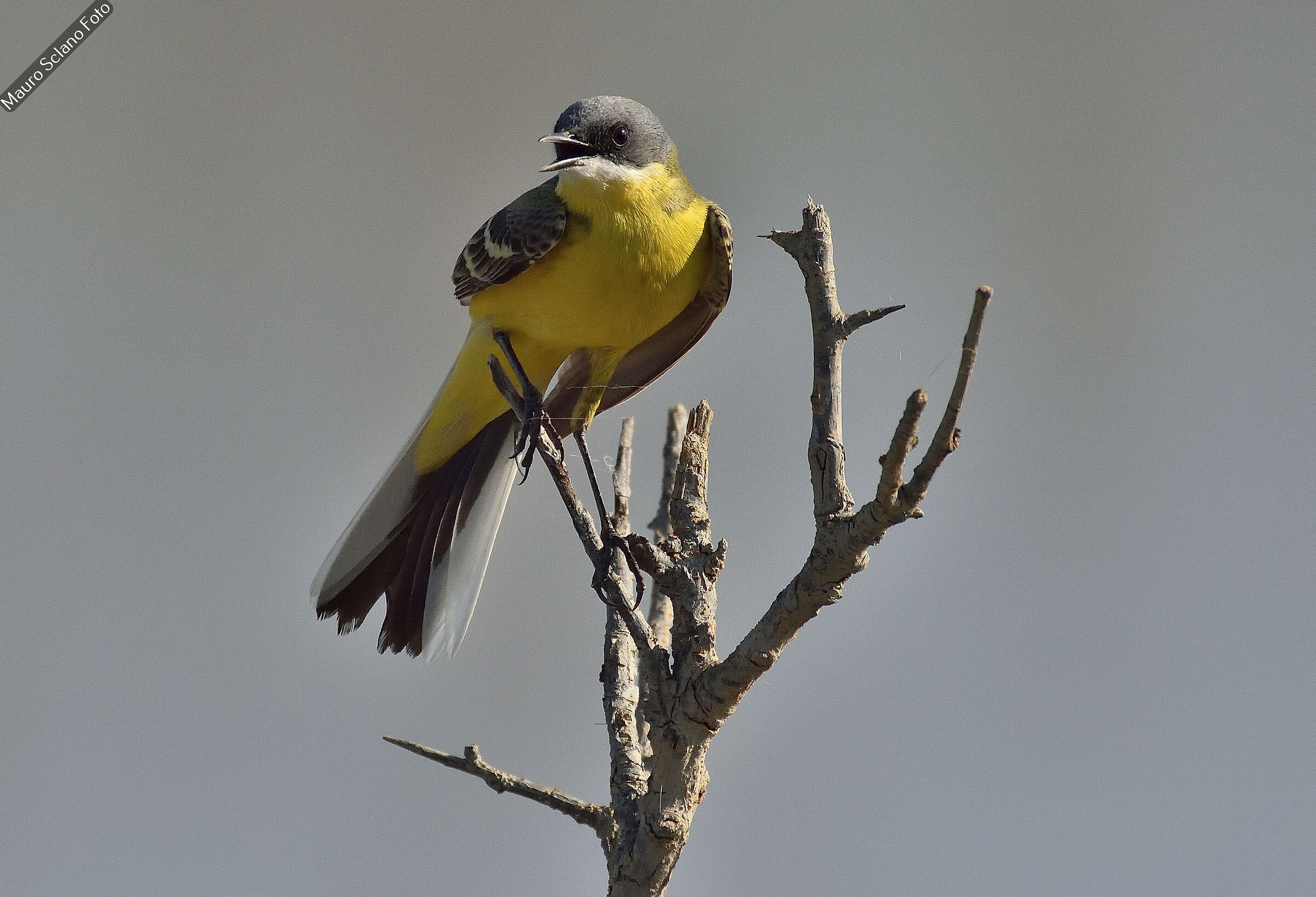 Wagtail